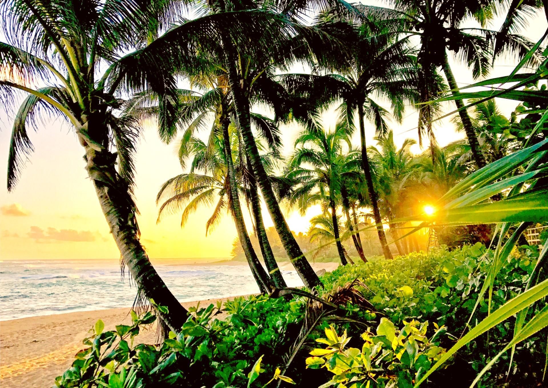 A beach with palm trees and the ocean.