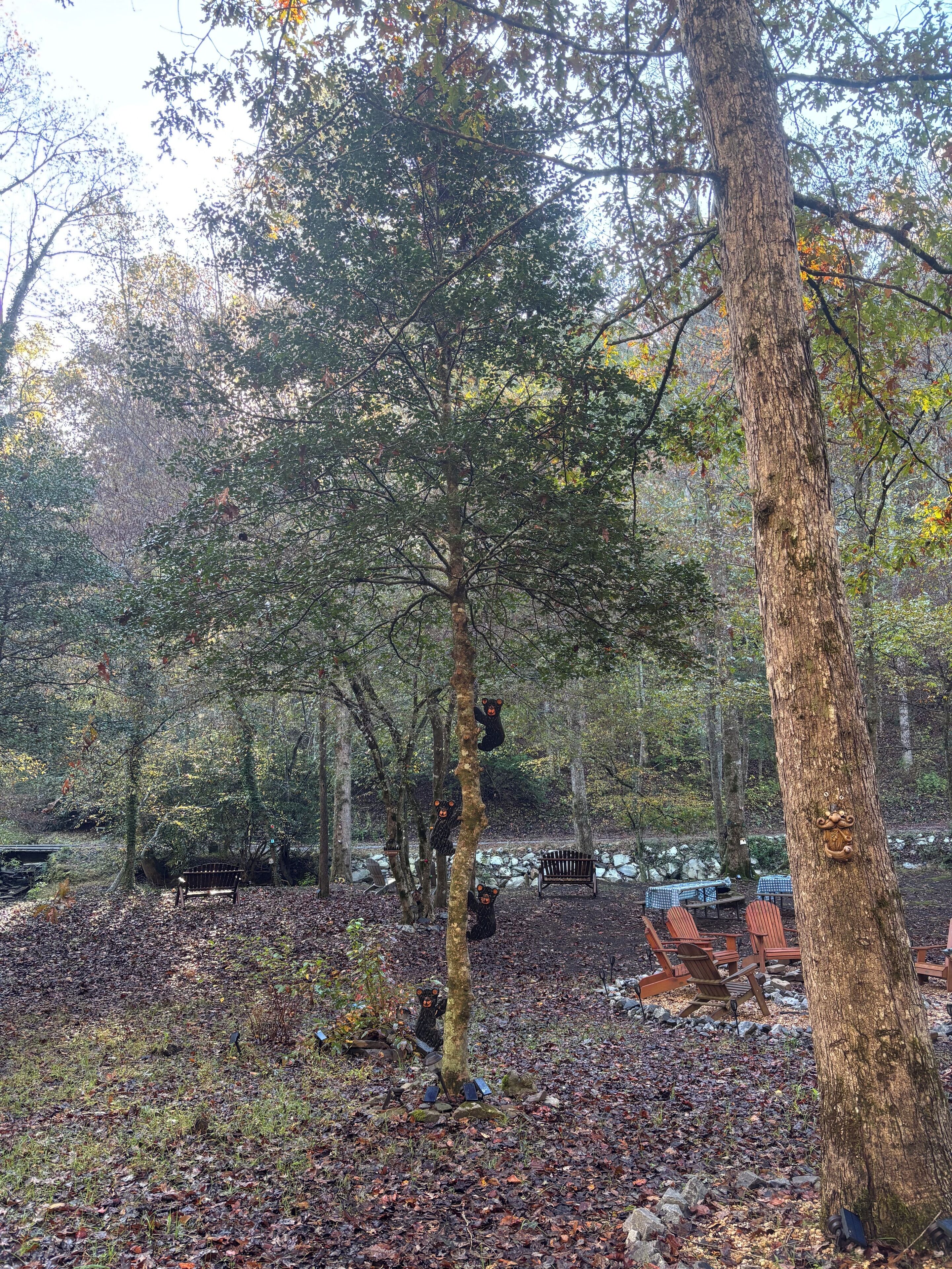 A forested area with a bench and picnic tables.
