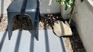 A chair in a garden area with a small tree bearing fruit.