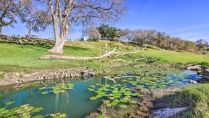 Uno stagno tranquillo con ninfee, circondato da erba e alberi.