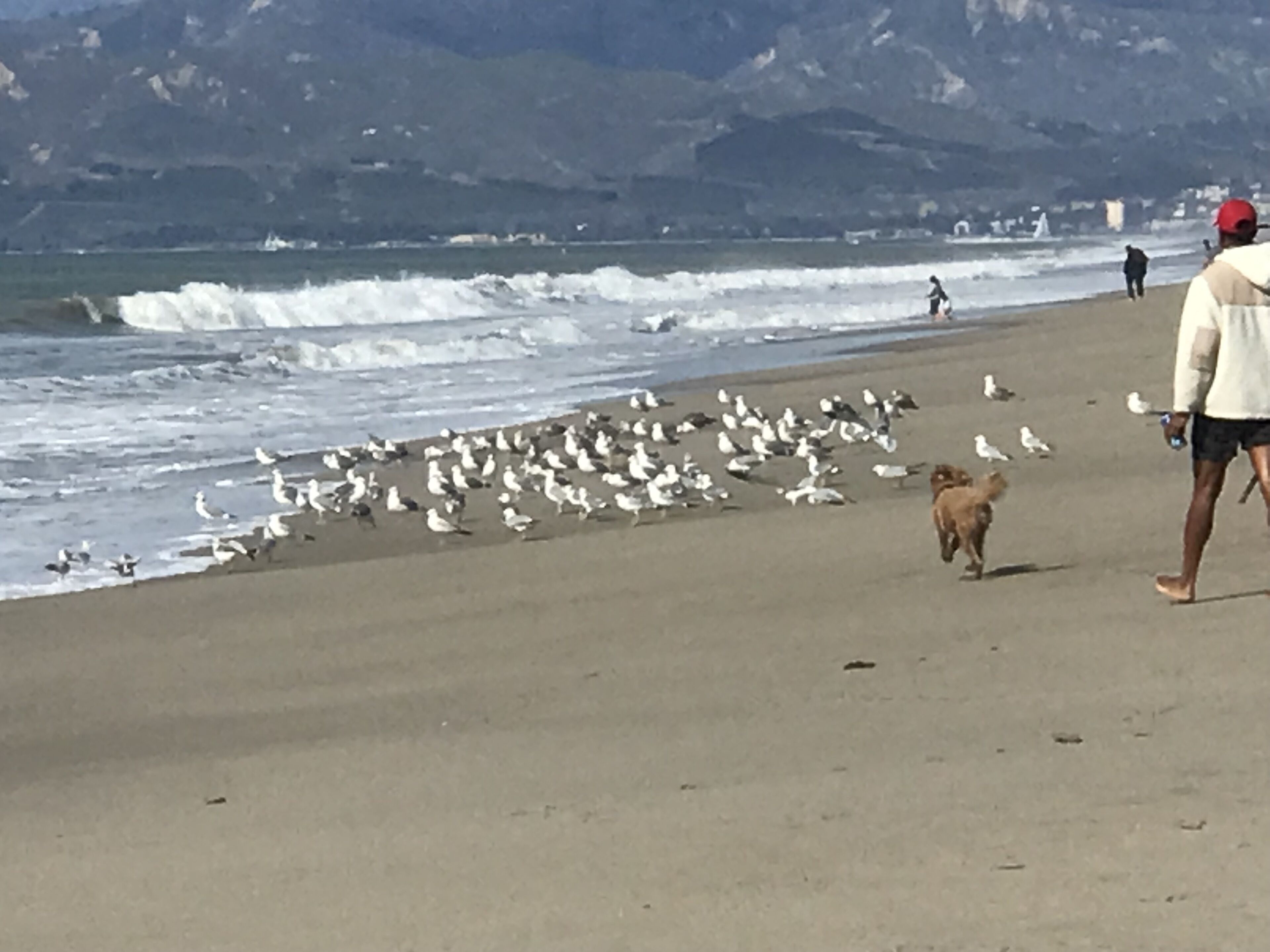 Ein Strand mit Wellen, einem Hund und einer Person, die spazieren geht.
