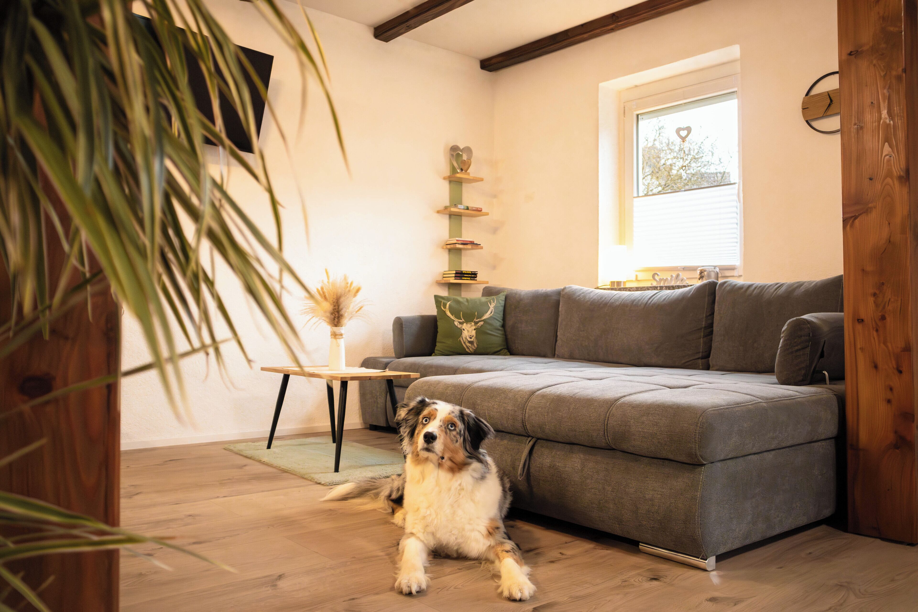 Ein gemütliches Wohnzimmer mit einem grauen Sofa, einem Holztisch und einer Zierpflanze.