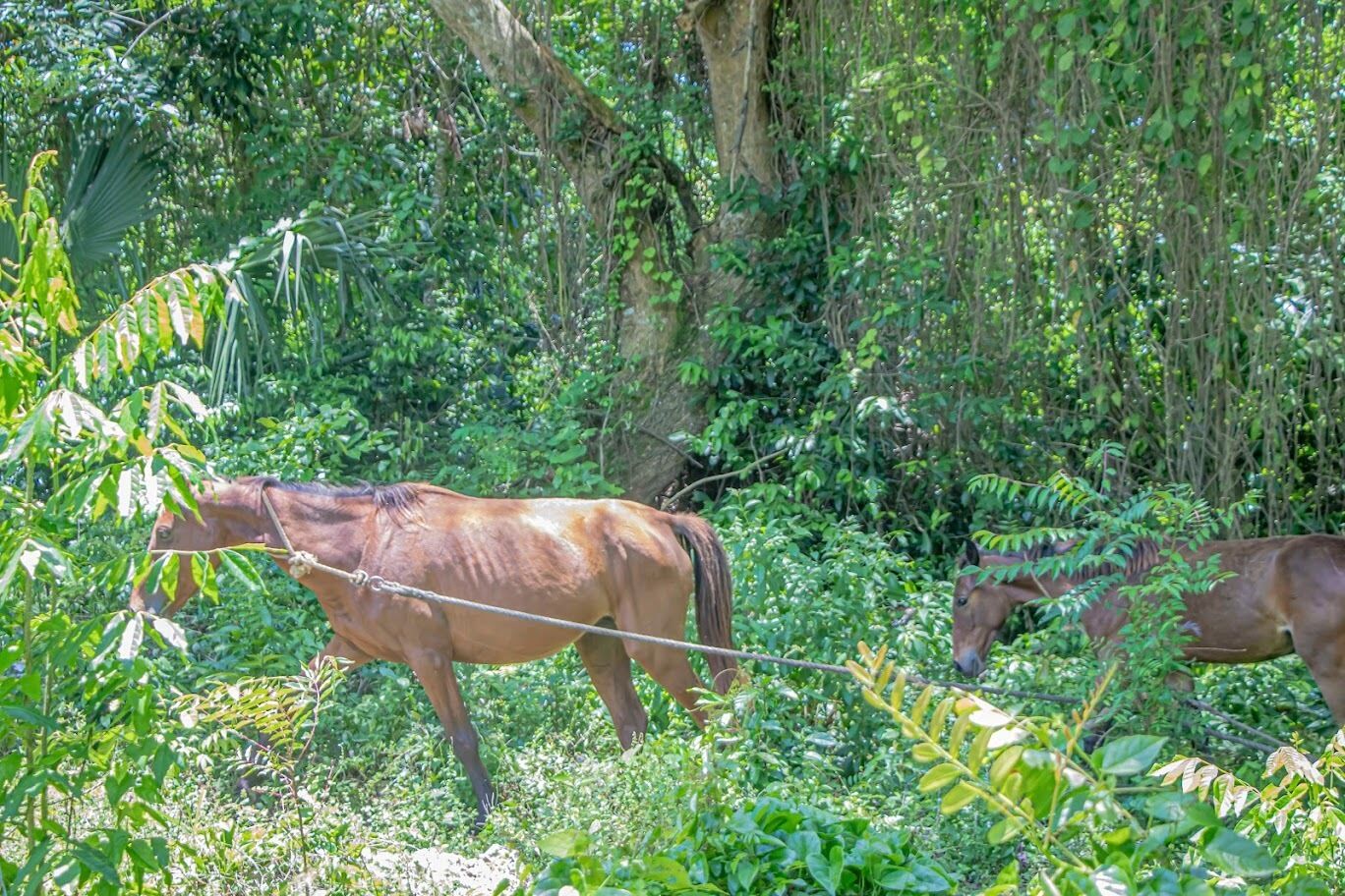 Prestations adaptées aux animaux de compagnie