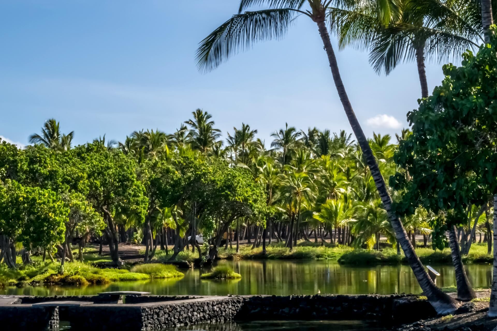 Un paisaje tropical con un cuerpo de agua tranquilo, vegetación exuberante y palmeras.