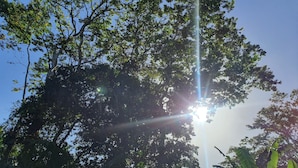 A view of a tree with sunlight filtering through the leaves. - Casa BRUJA (Cahuita)