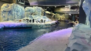 An indoor aquarium with penguins on ice platforms and a pool.