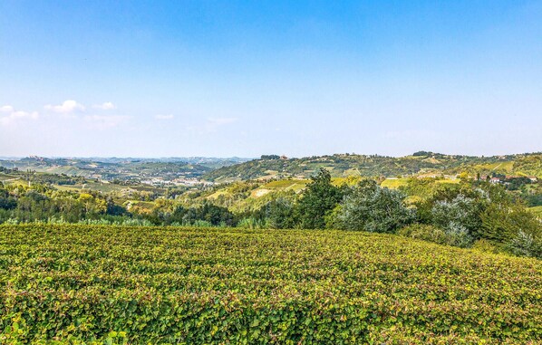 A vineyard with rows of grapevines extending into the distance, surrounded by rolling hills and a clear sky.
