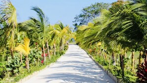 Een pad omzoomd door palmbomen en tropische planten.