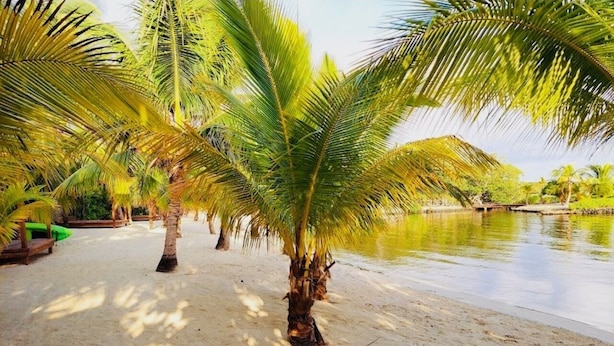 Een strand met palmbomen en een rustig waterlichaam.