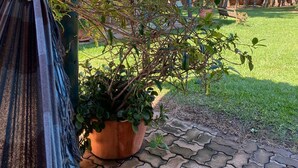 Una hamaca bajo una pérgola de madera, una planta en maceta y una vista de una casa con techo de tejas y palmeras al fondo.