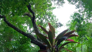 A dense forest with a variety of green foliage and a prominent tree with reddish leaves. - El Palacio Rosa - The Bay Suite (Jose Santos Guardiola)
