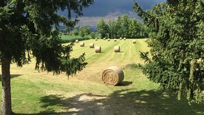 Een landelijk landschap met hooi balen en bomen.