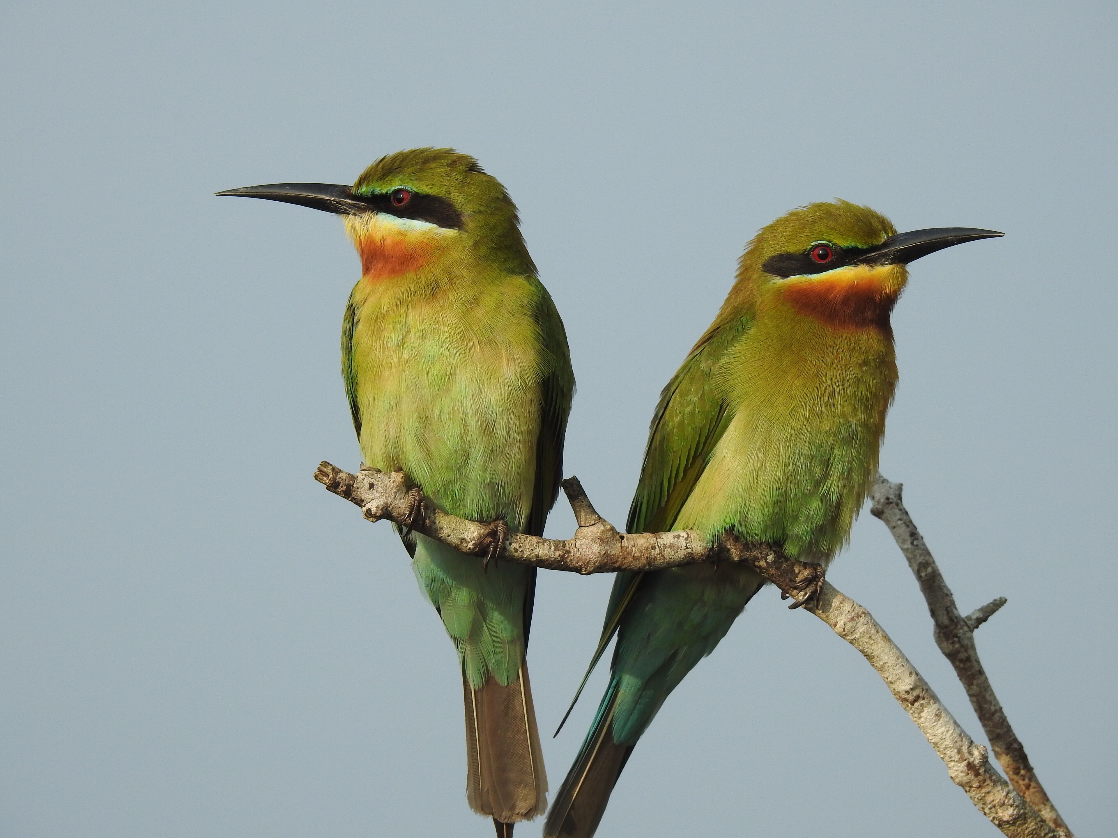 Two birds perched on a branch.