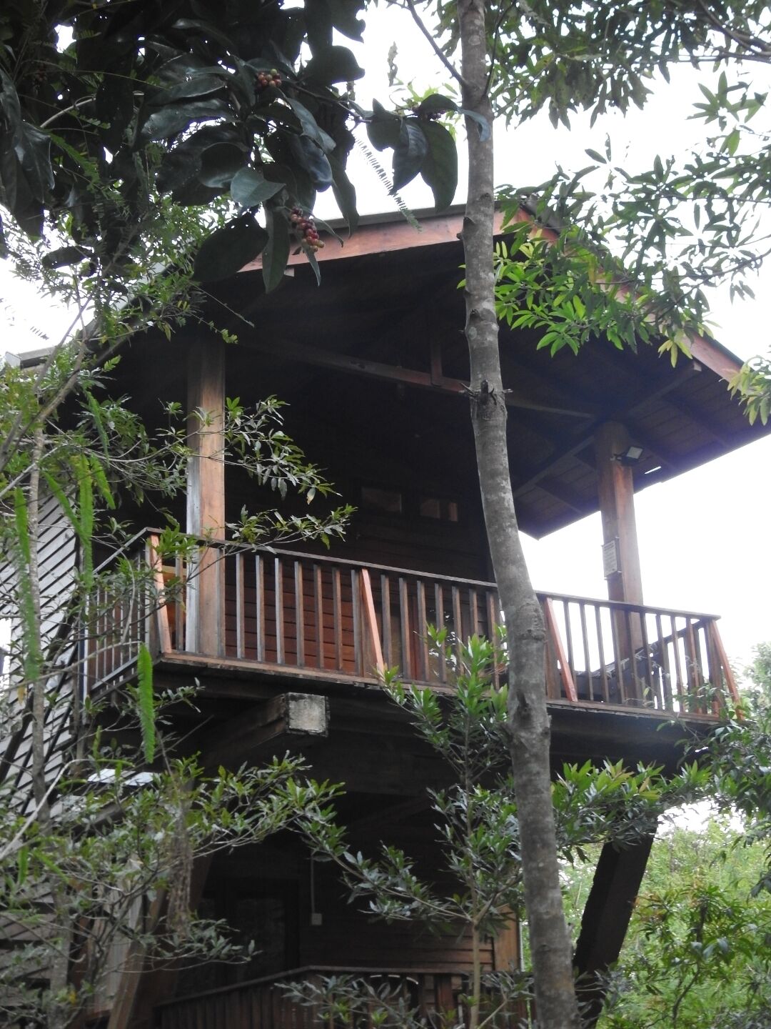 A wooden treehouse with a balcony, surrounded by dense foliage.