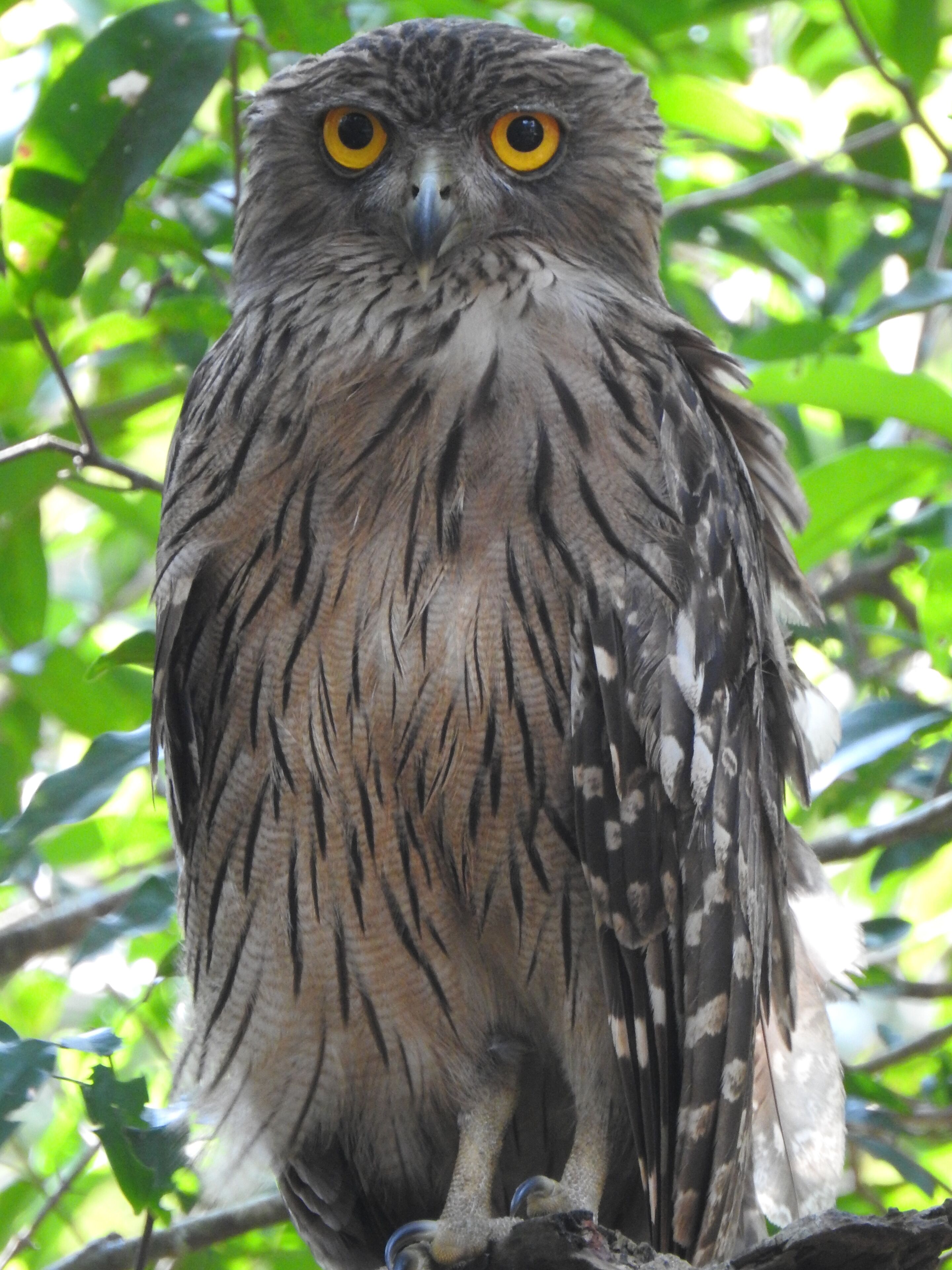 A bird with yellow eyes perched on a branch surrounded by green leaves.