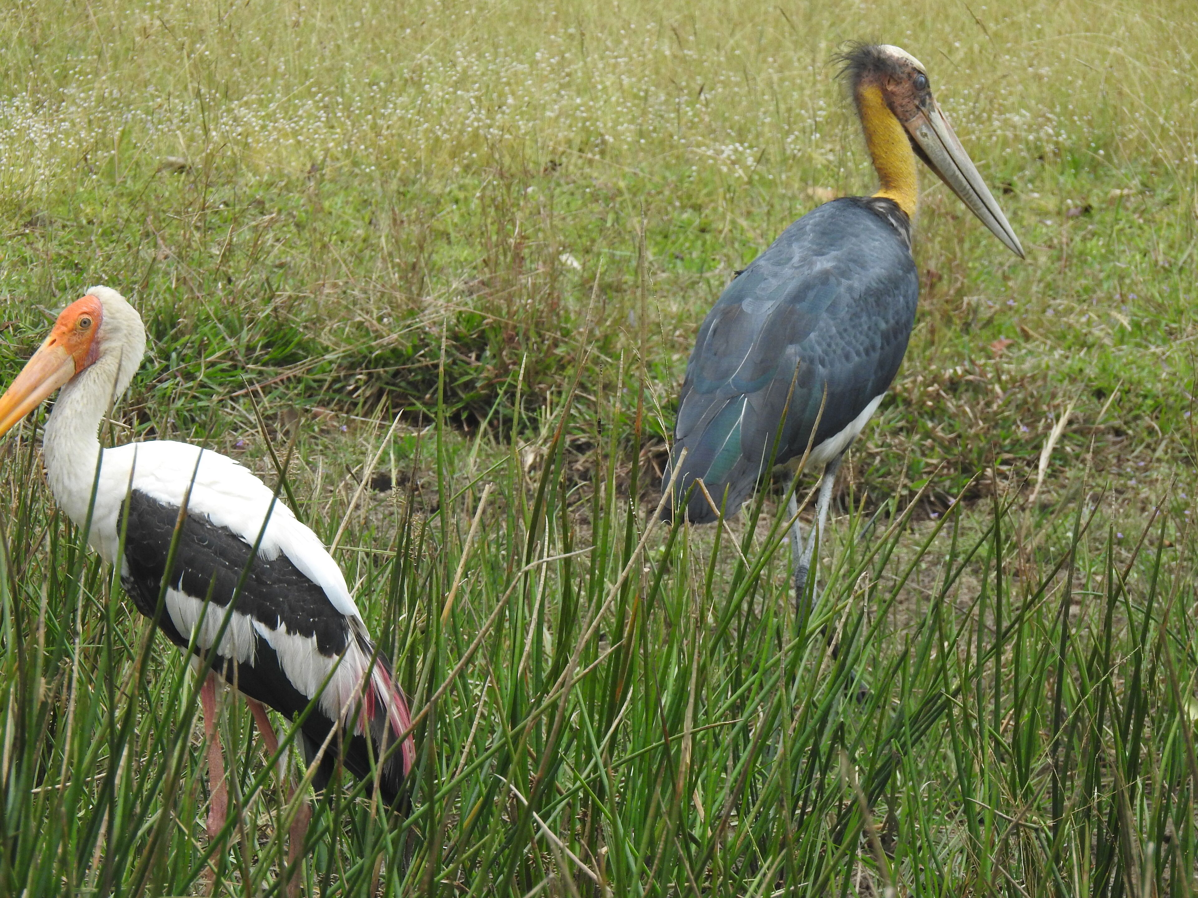 Deux cigognes se tiennent dans de l’herbe haute.