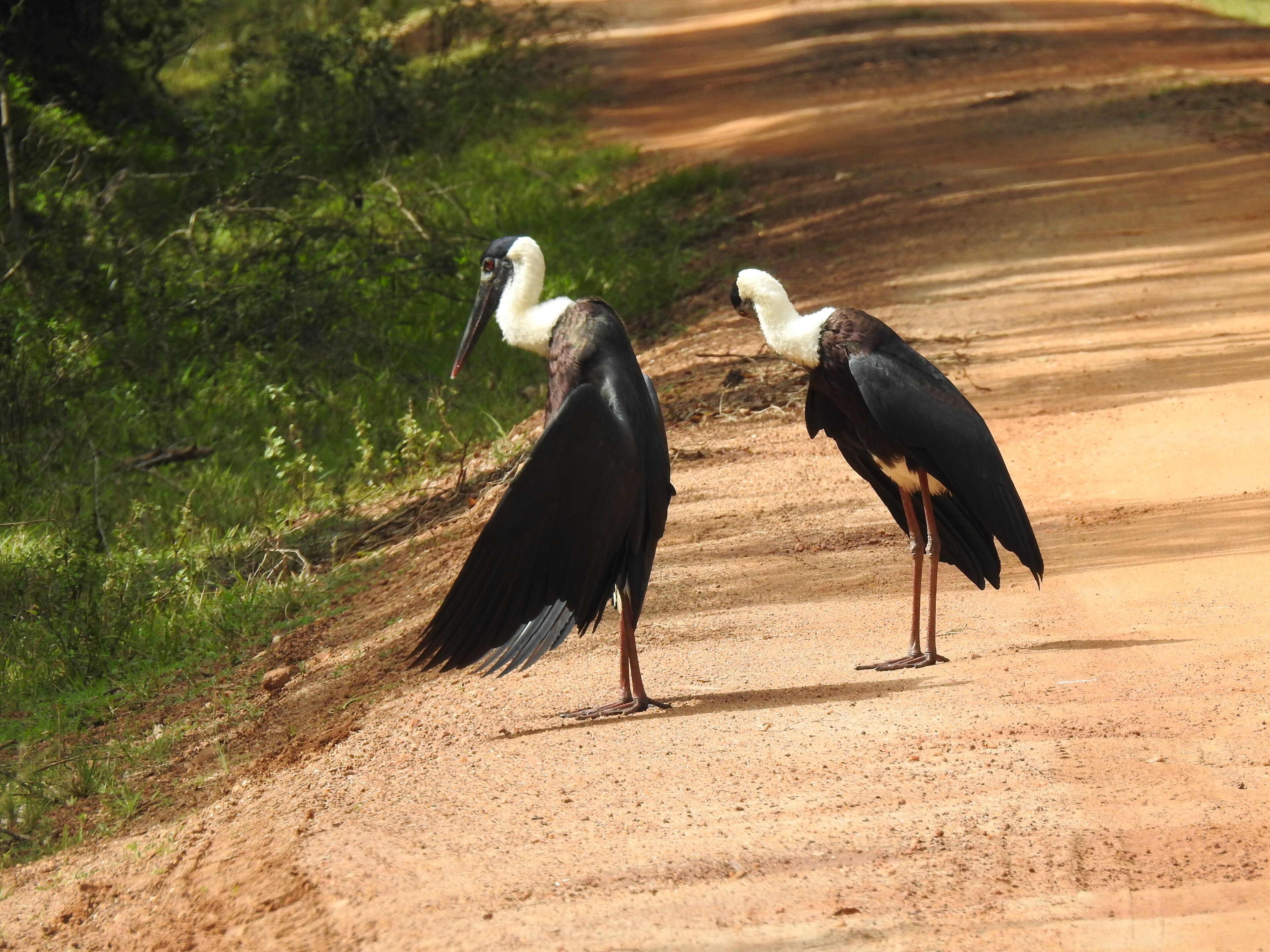 Two birds standing on a dirt road with greenery on one side.
