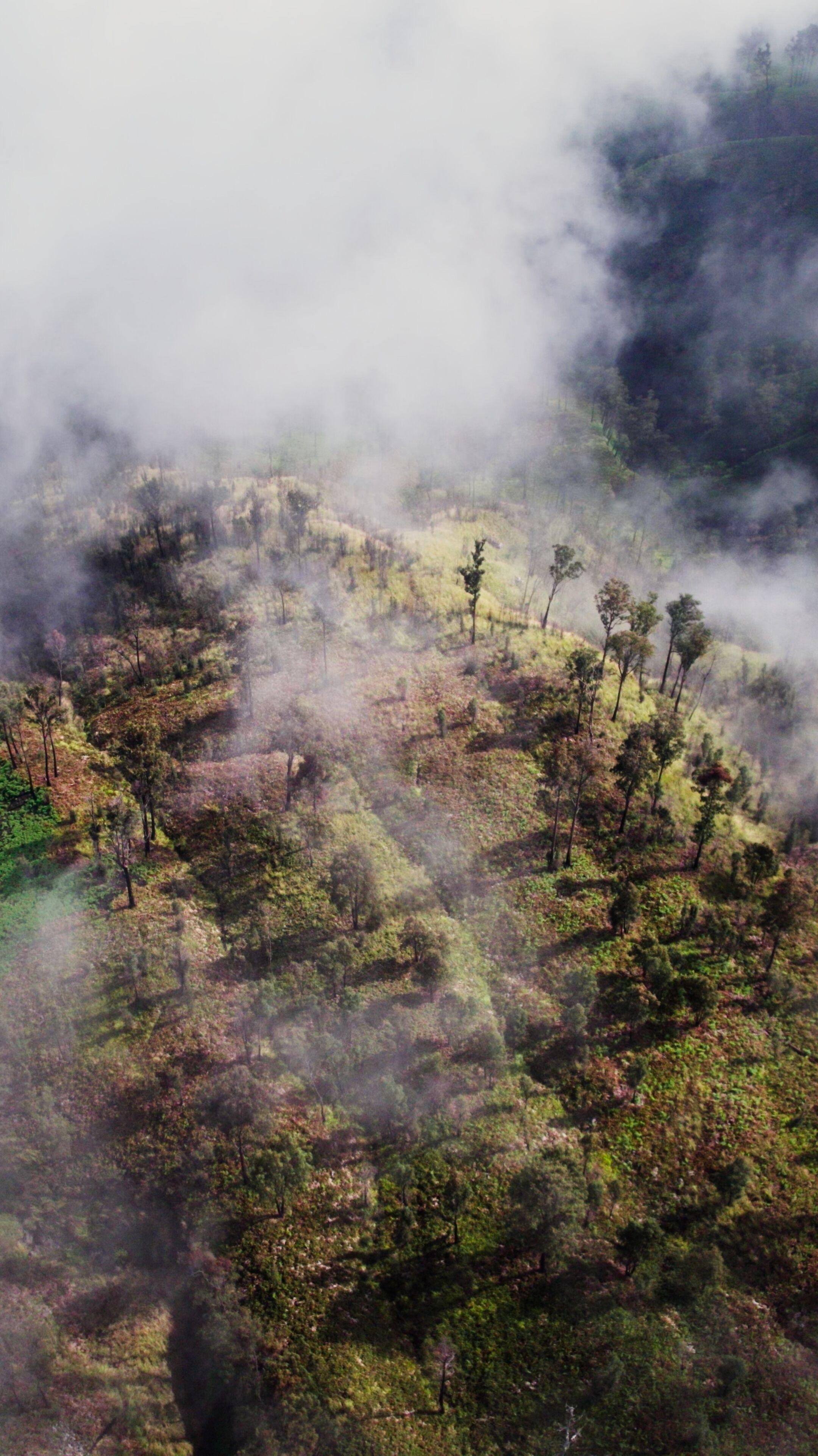 A forested landscape with trees and hills, partially obscured by fog.