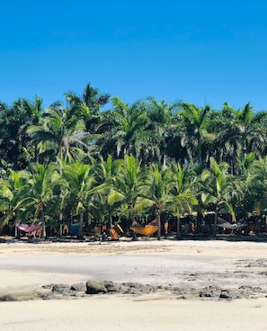 Une plage bordée de palmiers et dotée de hamacs.