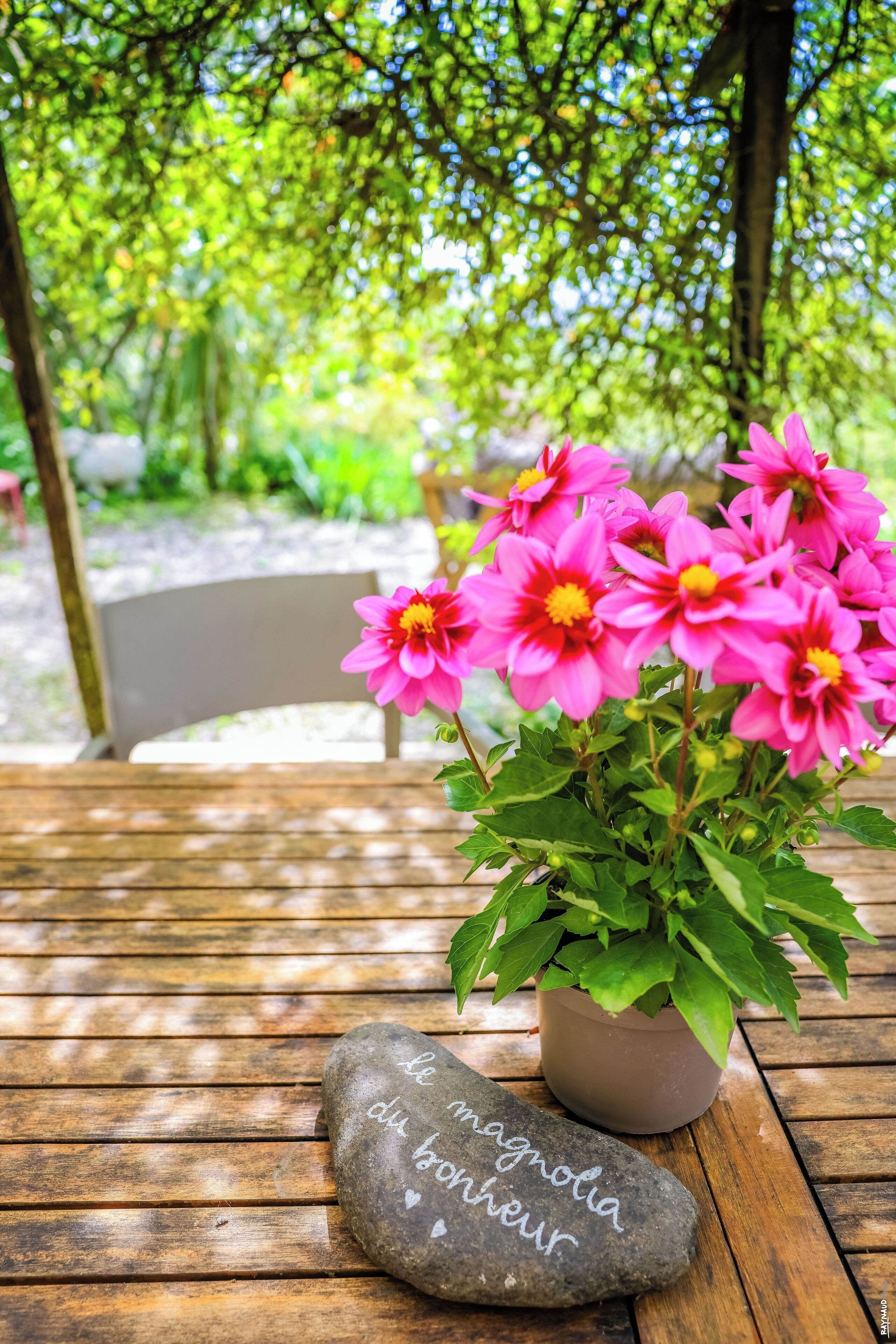 Ein Holztisch mit einem Blumentopf mit rosa Blüten und einem Stein mit französischem Text.