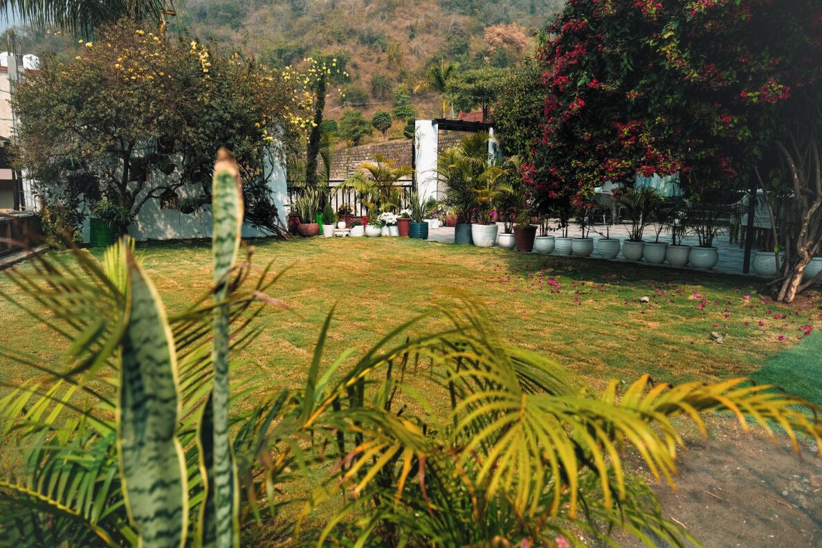 Un jardín con diversas plantas en macetas y árboles, un césped y un edificio al fondo.