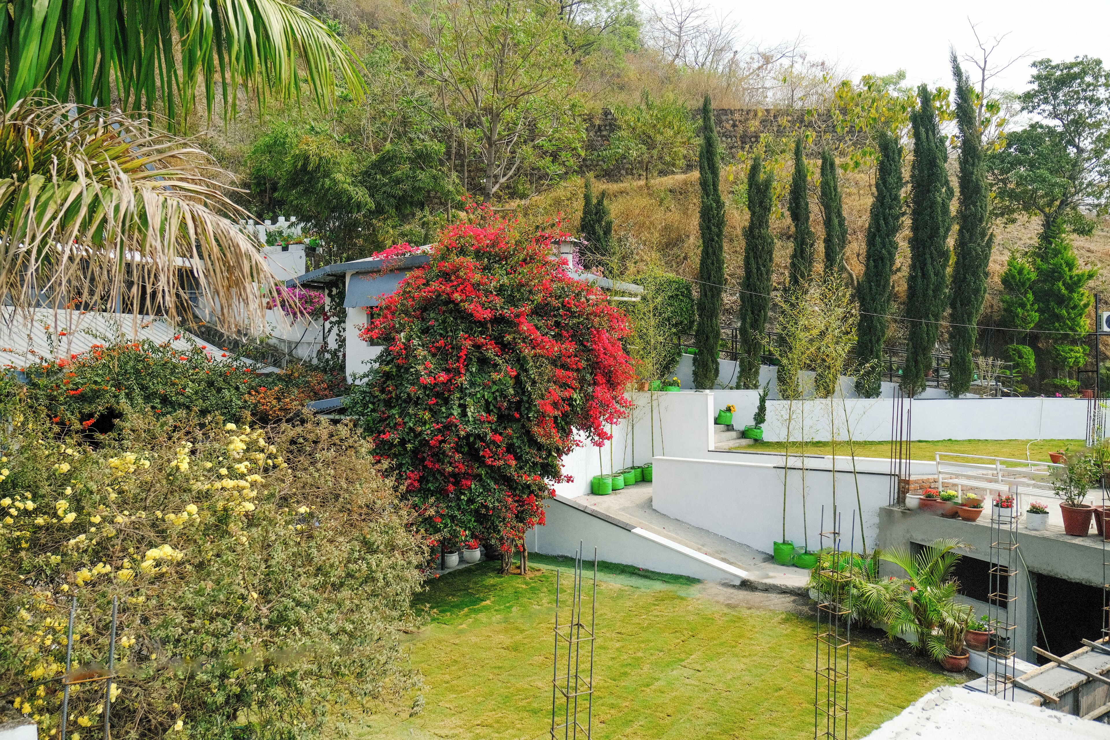 A residential garden with a variety of plants and trees, a small lawn, and a white building with a sloped roof.