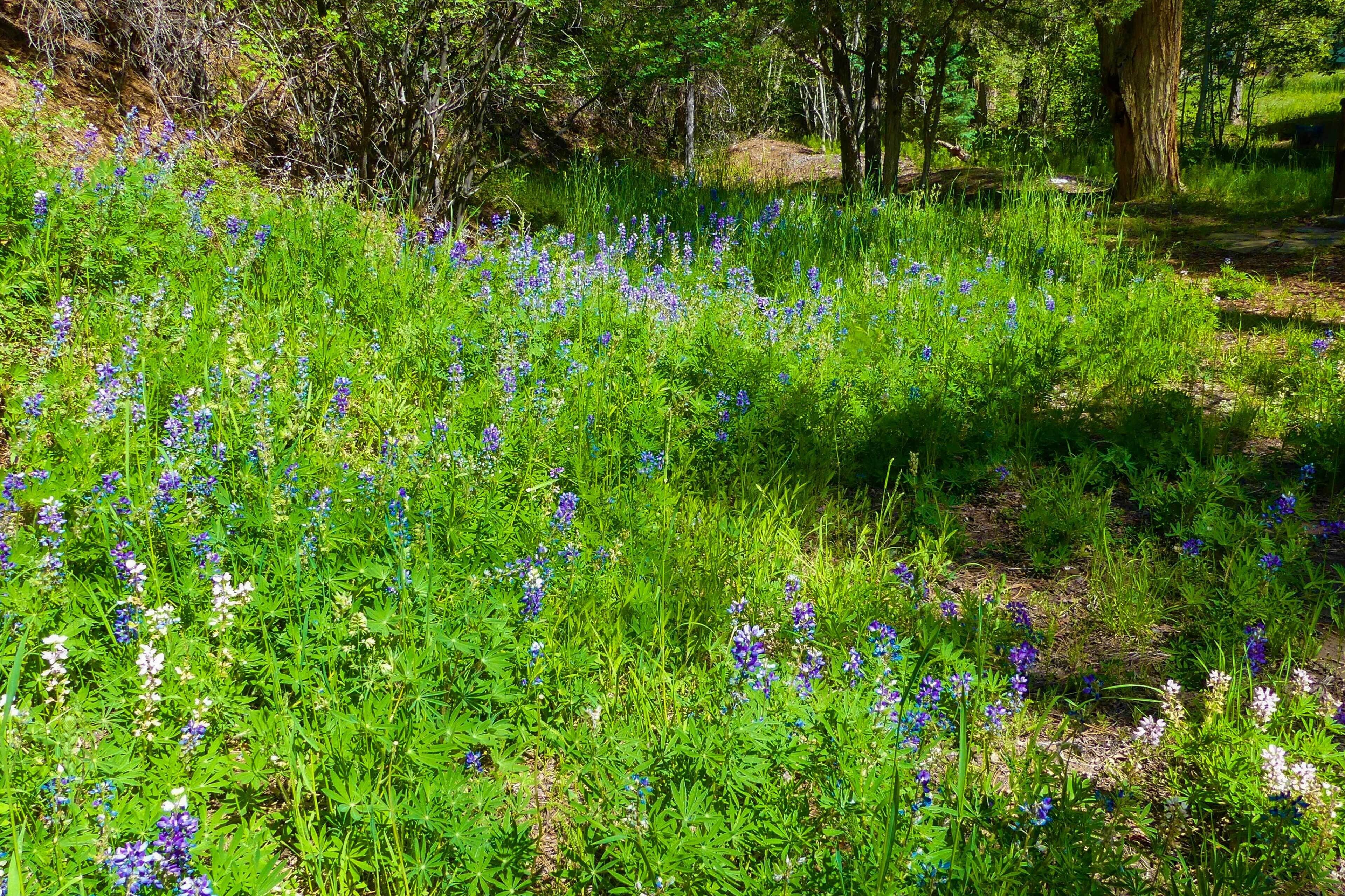 A natural landscape with wildflowers and trees.