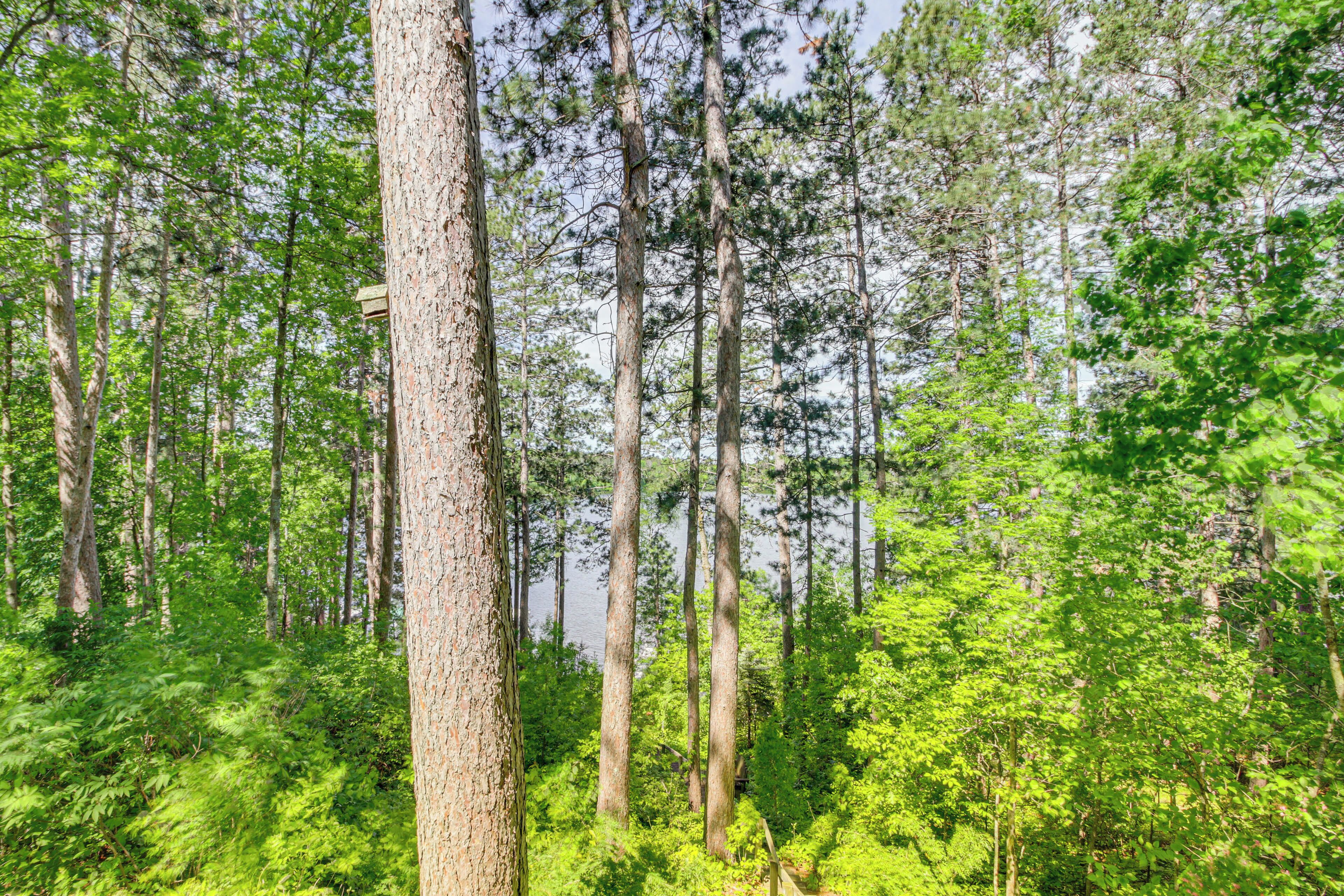 Une forêt dense, avec de grands arbres et un sous-bois verdoyant et luxuriant.