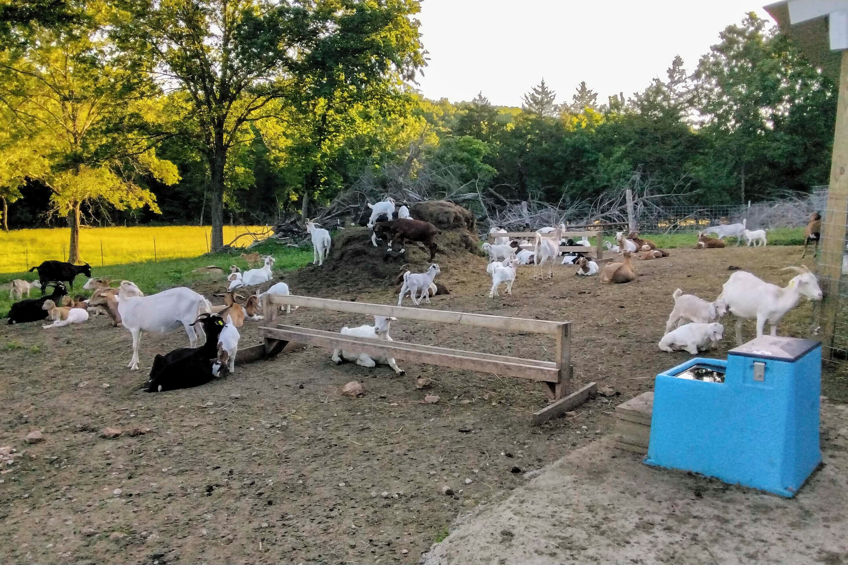 Eine Farm mit Ziegen und Schafen, die weiden und ruhen.