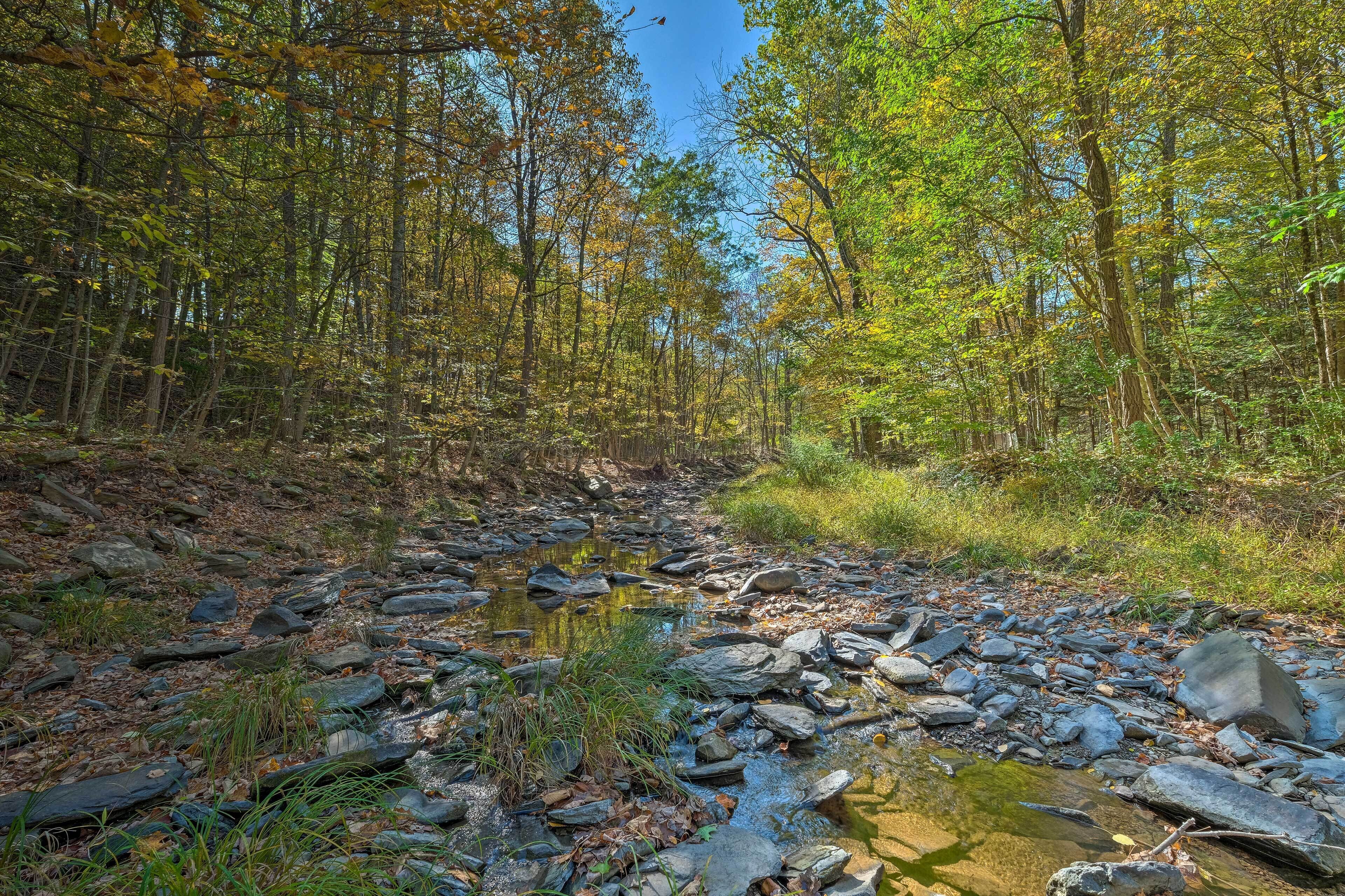 A forest stream with rocks and trees.