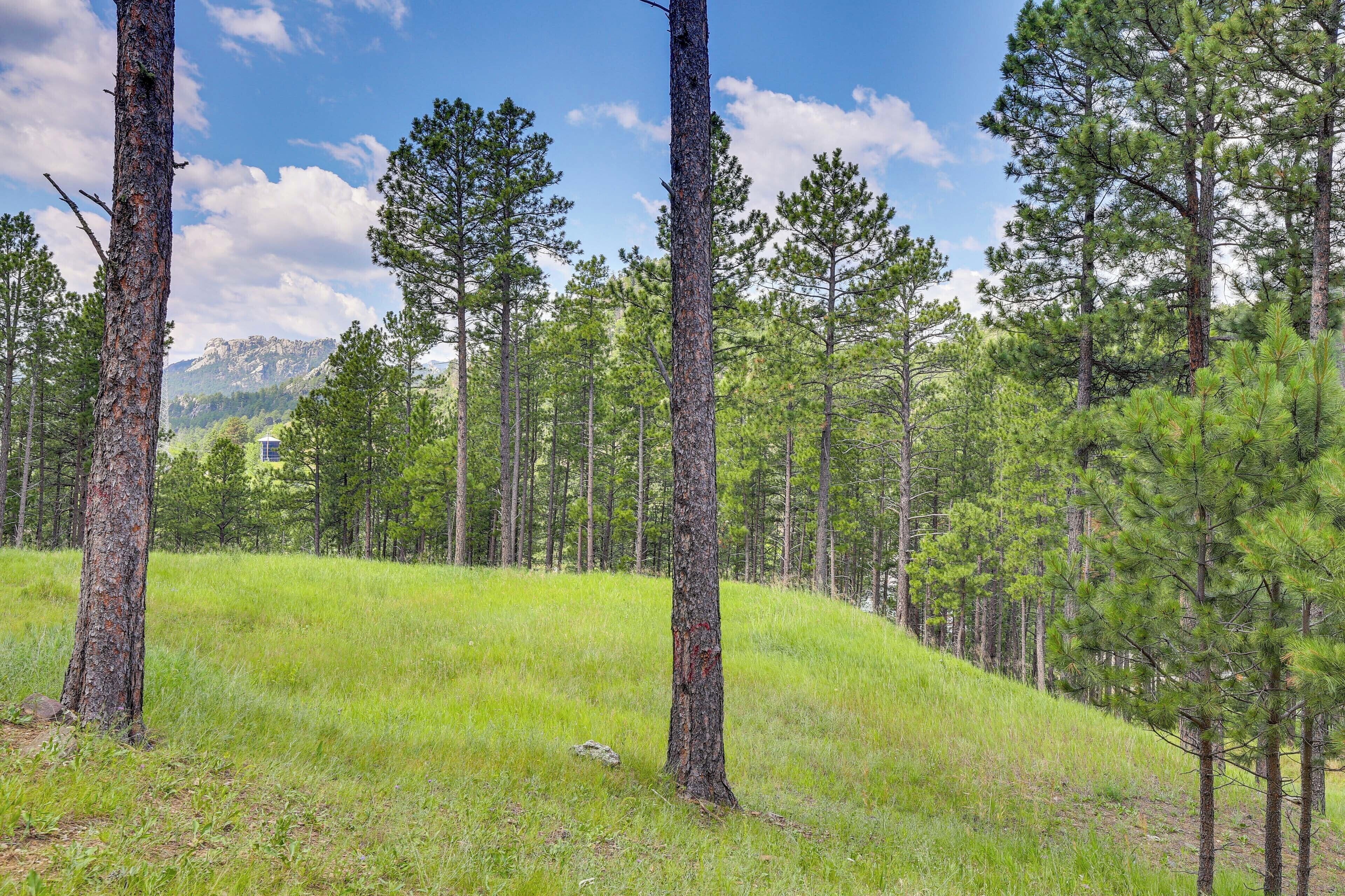 A forested area with tall pine trees and a grassy hill.