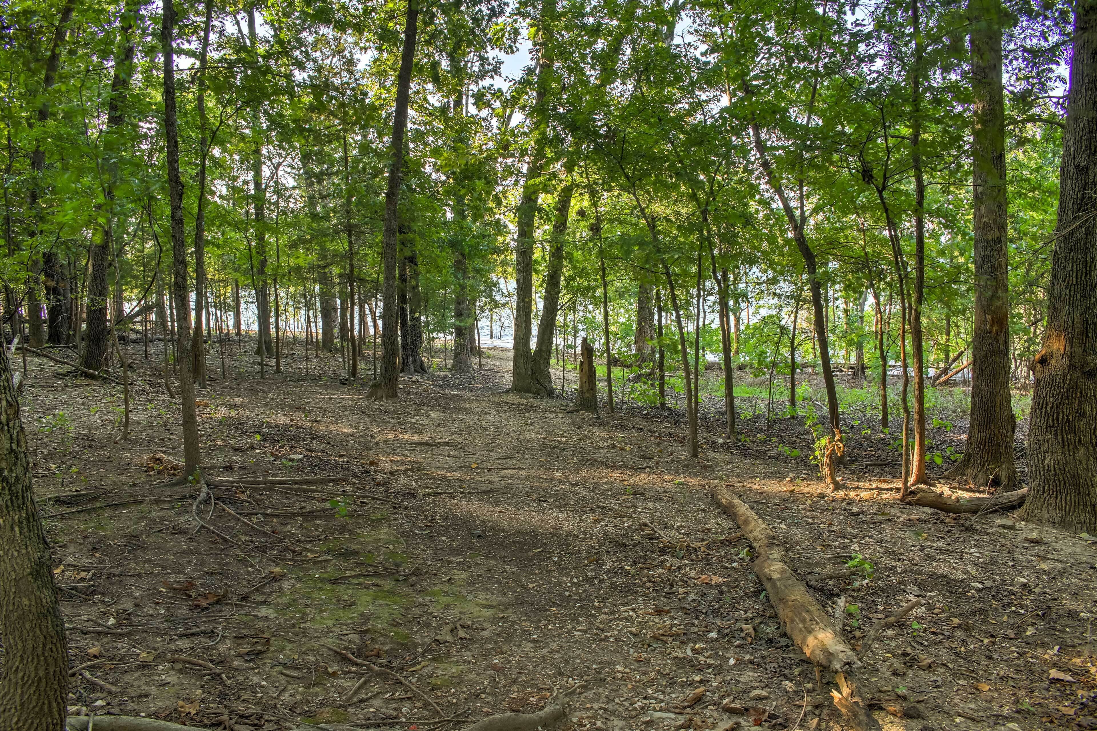 Ein bewaldetes Gebiet mit einem Feldweg und Bäumen.
