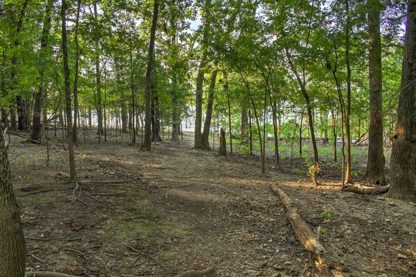 A forested area with a dirt path and trees. - Hot Tub & Wooded Views: Lakefront Blue Eye Cottage (Blue Eye)
