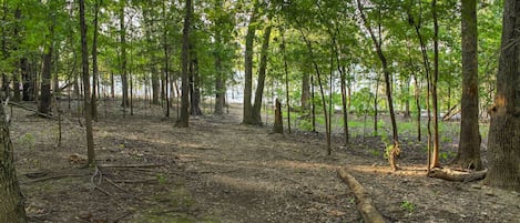 Zona boscosa con un sendero de tierra y árboles.