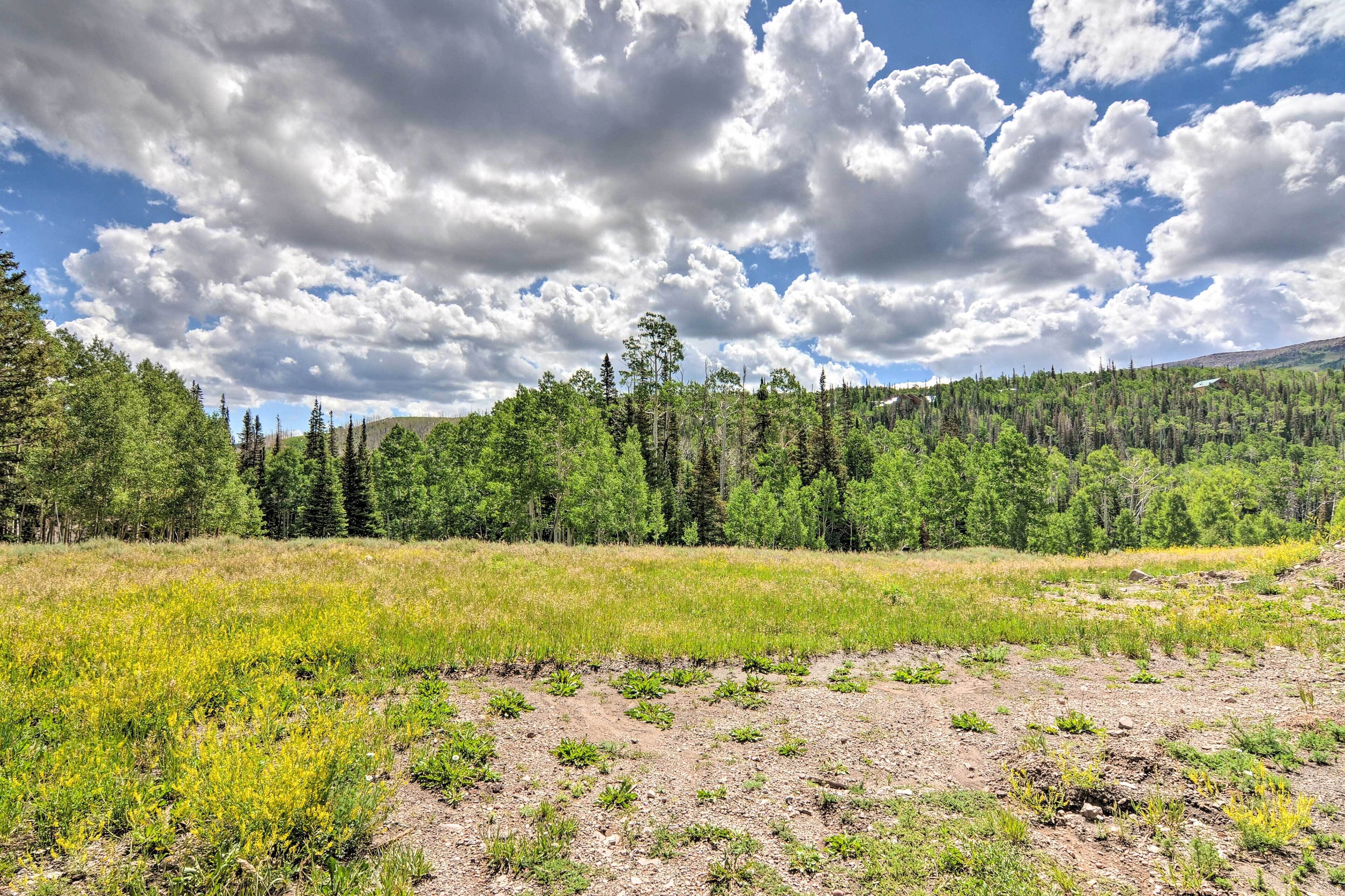 A natural landscape with a forest and a field.