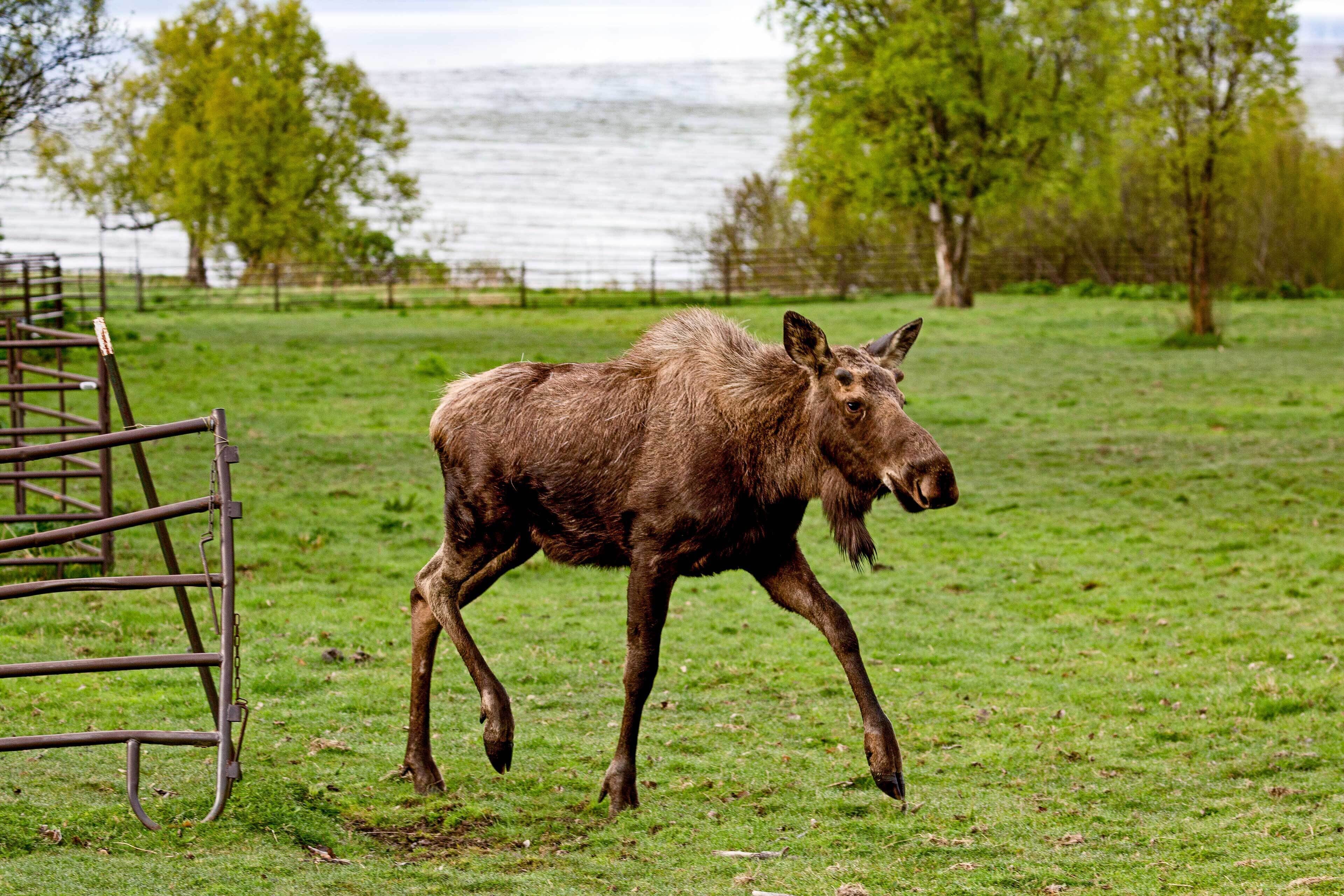 Un élan se trouve dans un champ herbeux, avec une étendue d’eau et des arbres en arrière-plan.