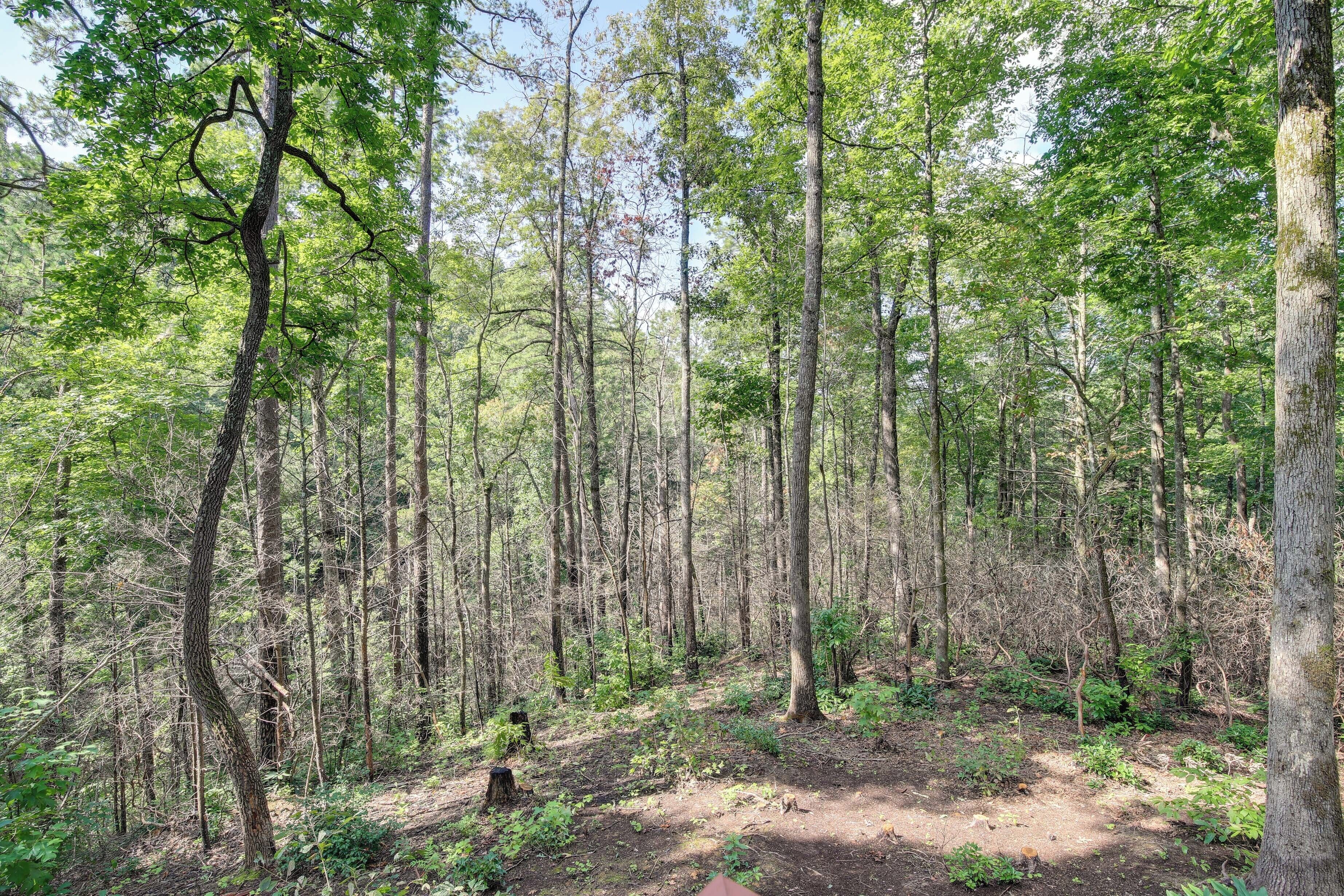 Un bosque tupido con árboles altos y un sendero de tierra.