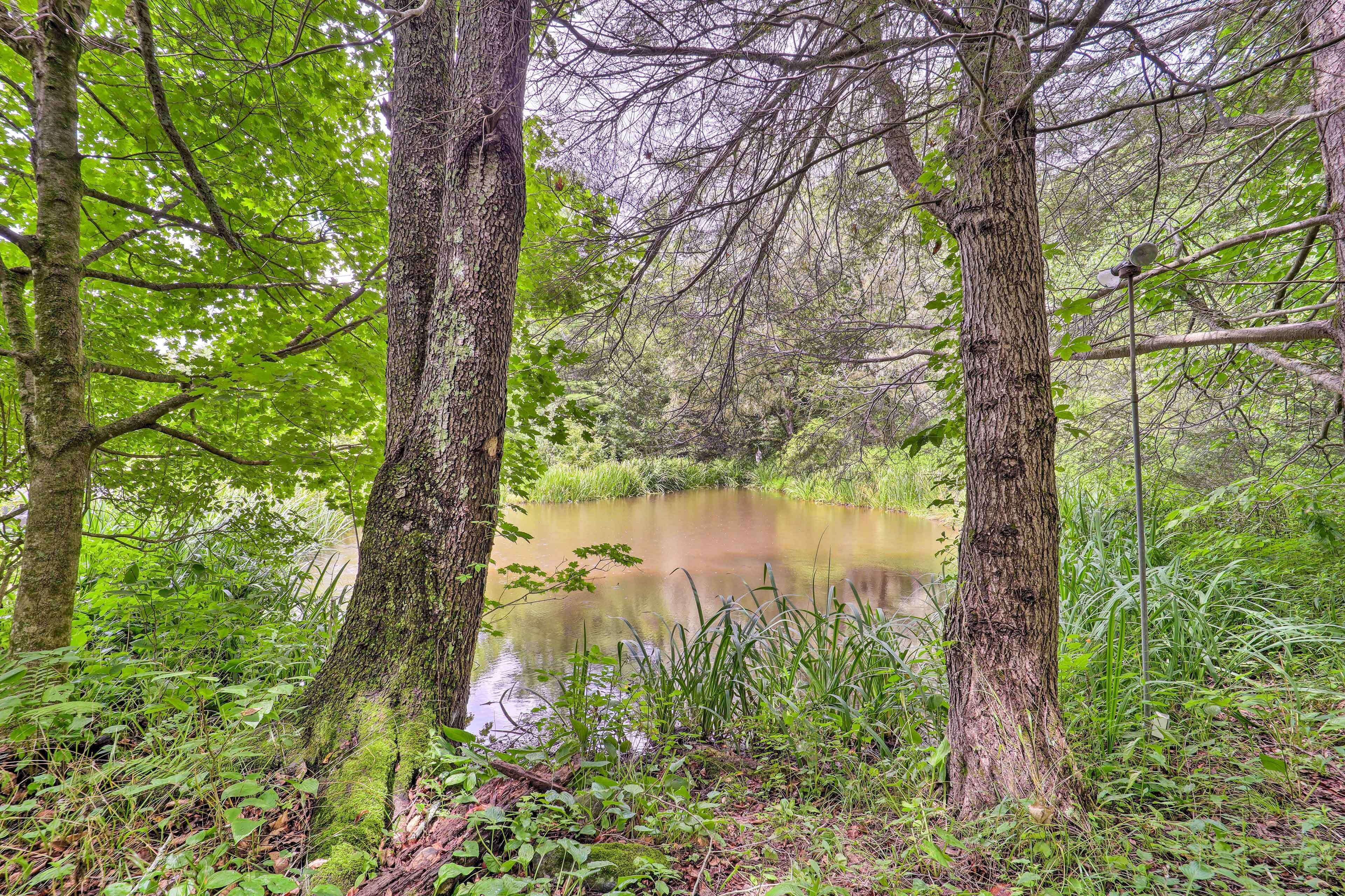 Ein bewaldetes Gebiet mit einem stillen Teich, umgeben von Bäumen und viel Grün.