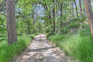 Un sendero de tierra flanqueado por árboles altos y hierba verde.