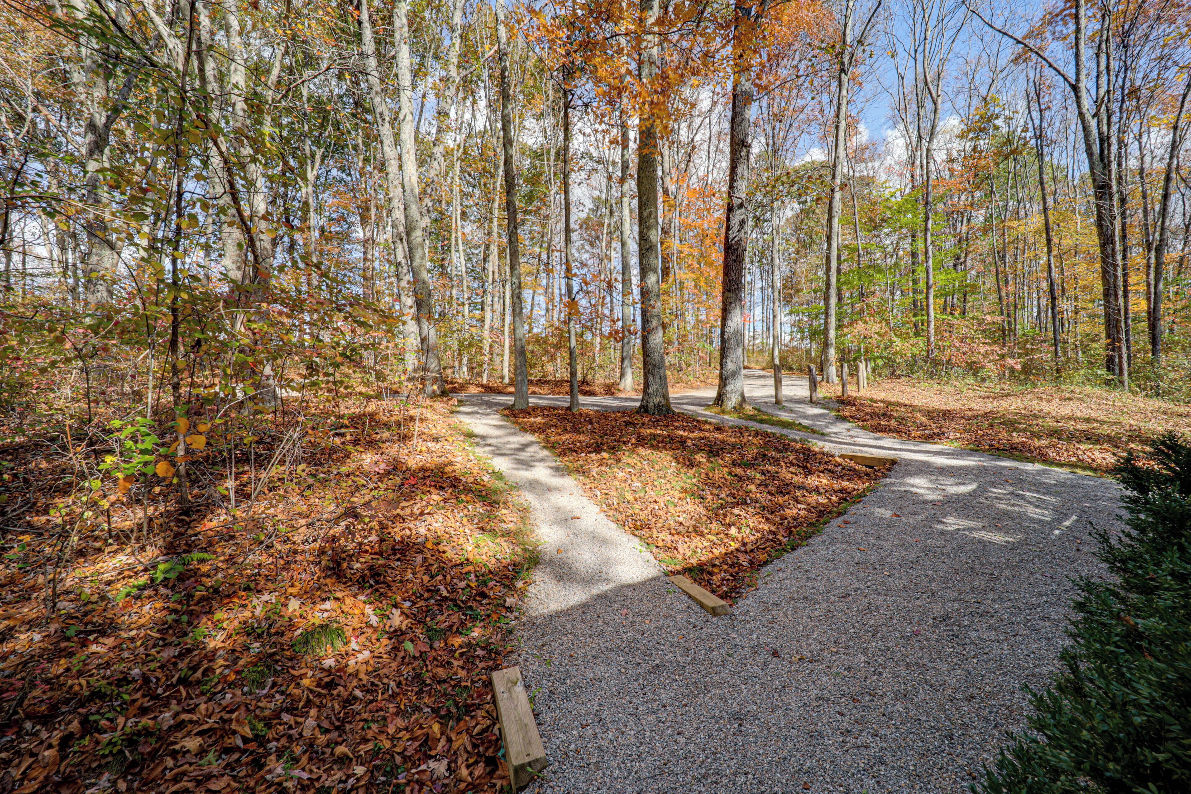 A forested area with a gravel path leading through it.