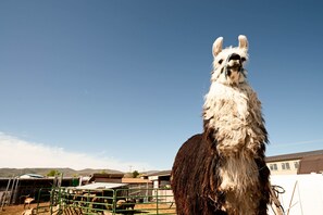 Appartement (3 Bedrooms) | Intérieur