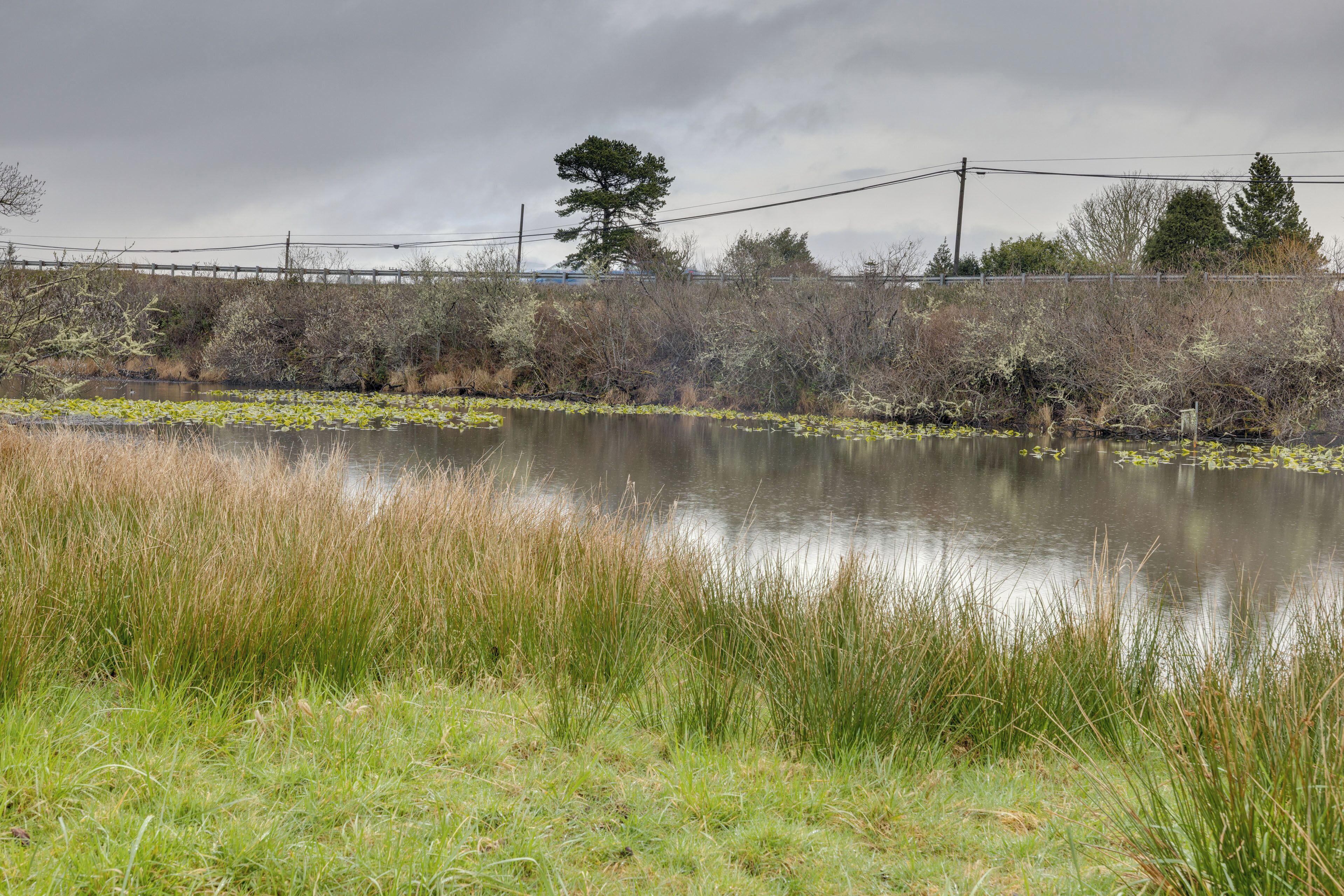A calm water body with lily pads, surrounded by grassy areas and trees.
