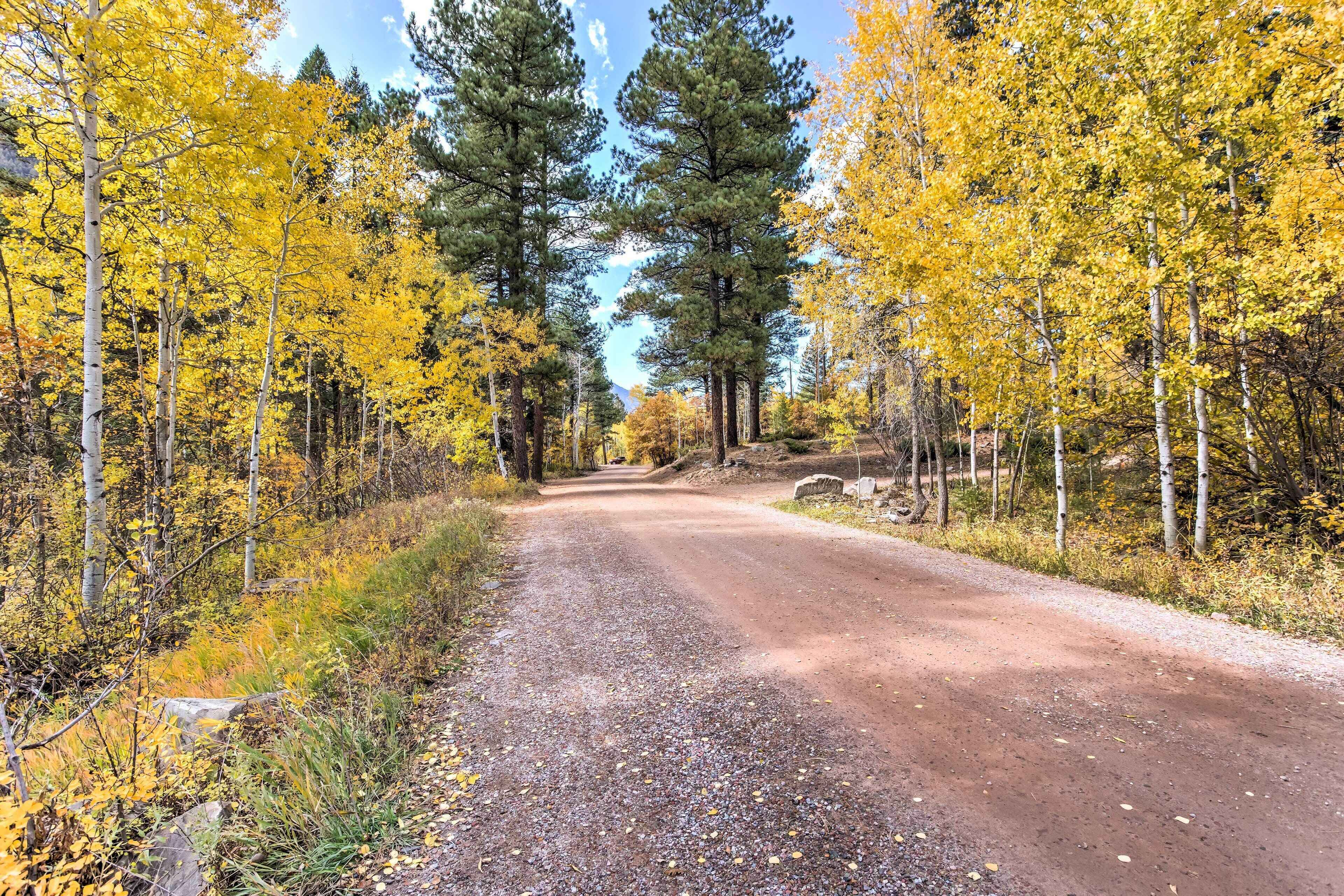 A dirt road flanked by trees with yellow leaves, leading into a forest.