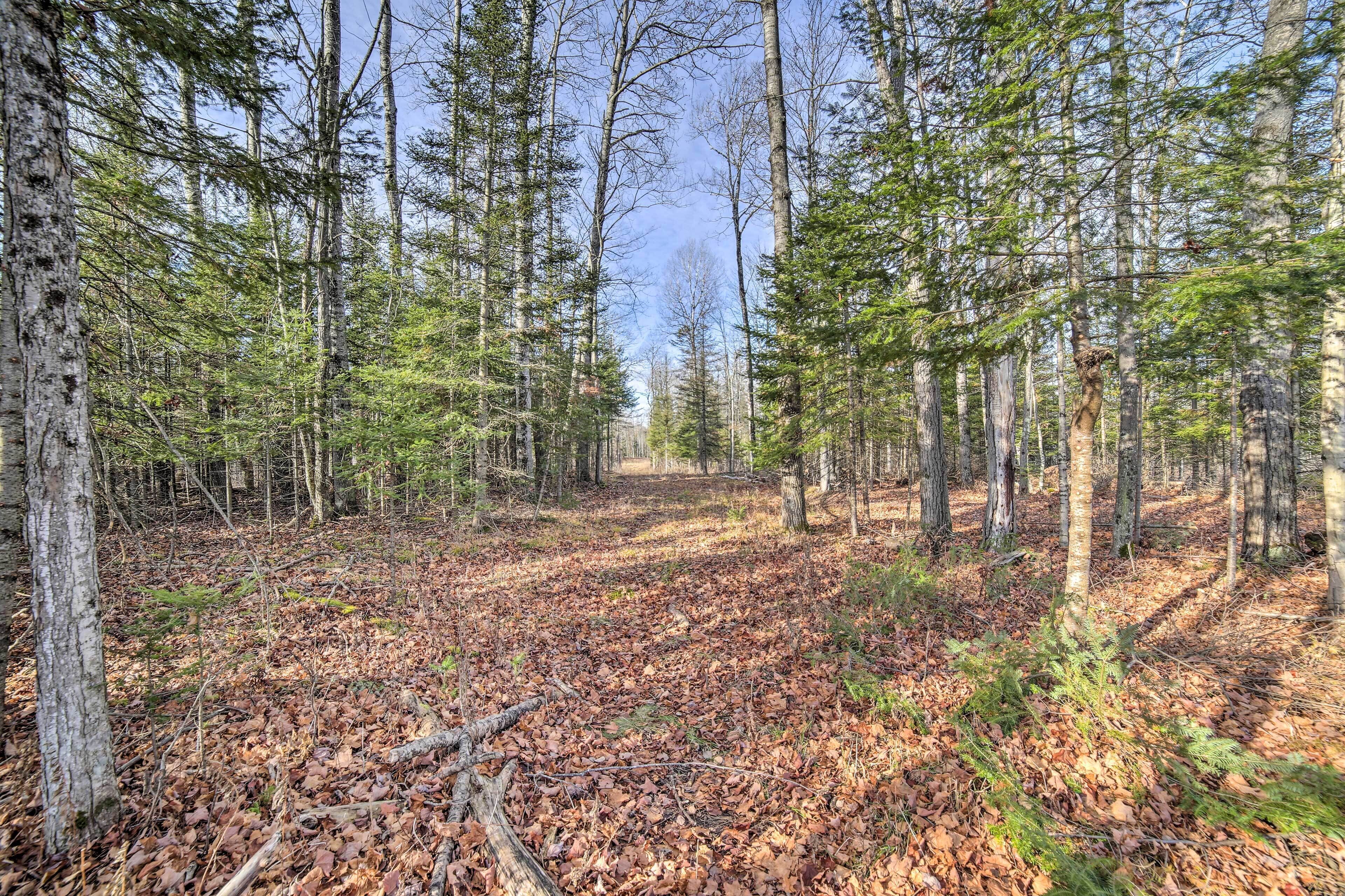 Une zone boisée avec de grands arbres et un sol recouvert de feuilles mortes.