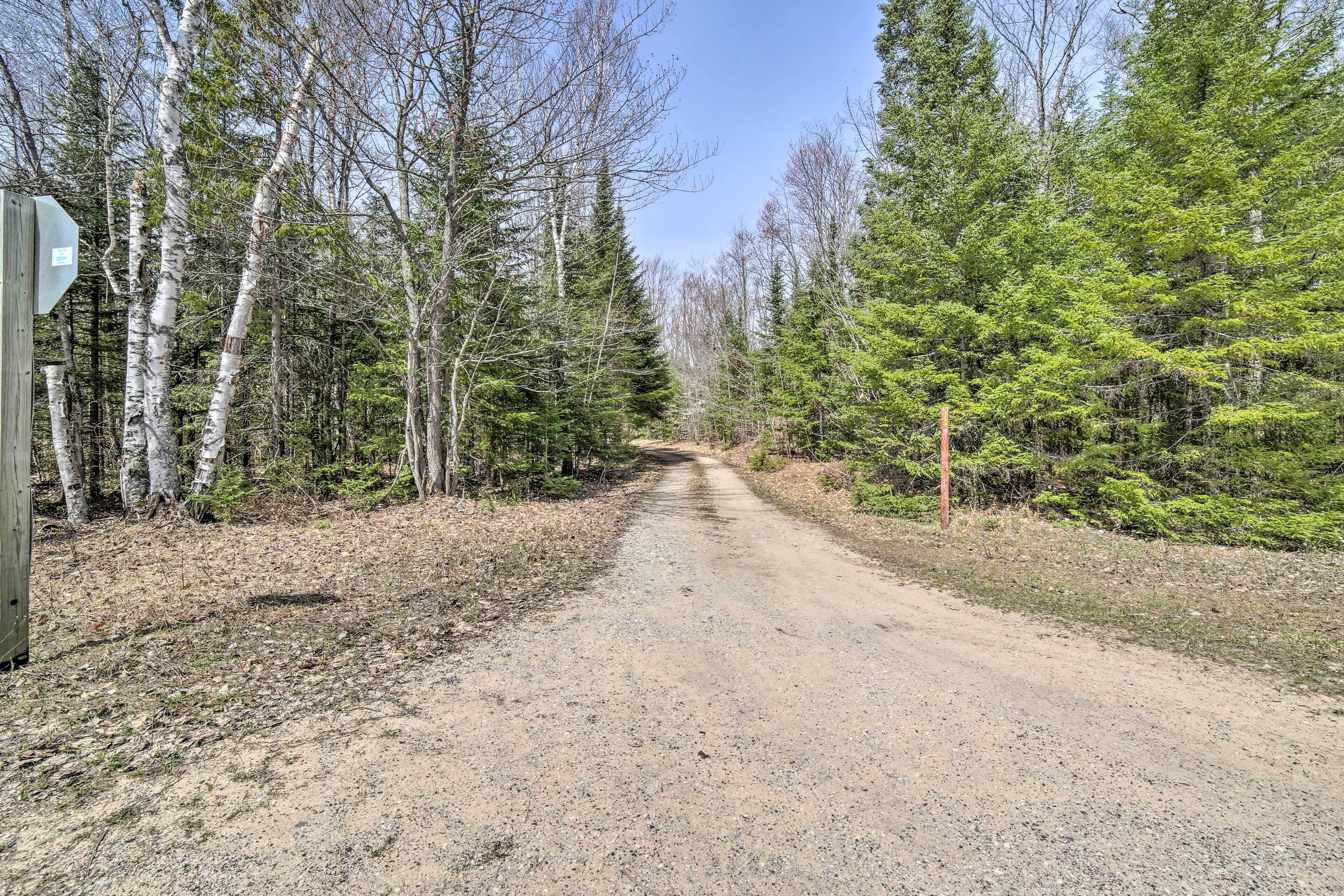 Uma estrada de cascalho ladeada por bétulas e árvores perenes, que se estende até uma área arborizada.