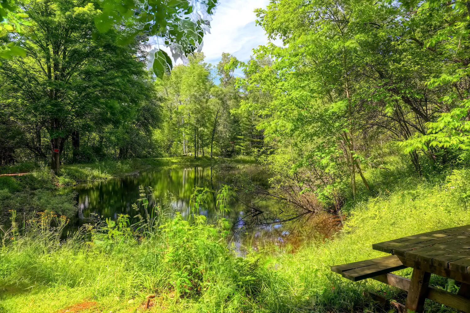 Un coin pique-nique paisible au bord du lac, avec un banc en bois et une végétation luxuriante.