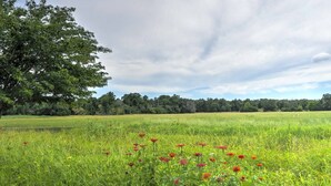 A field with red flowers and a large tree.