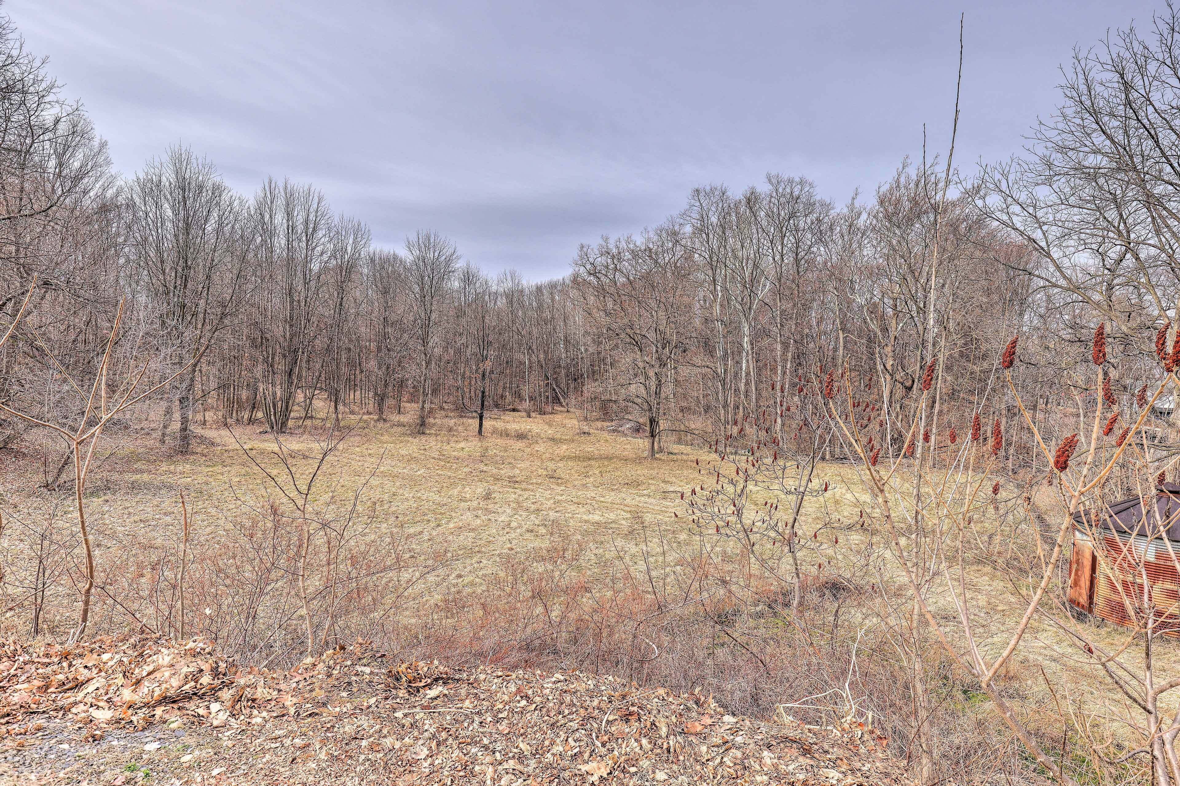 A forested area with leafless trees and a dry grassy field.