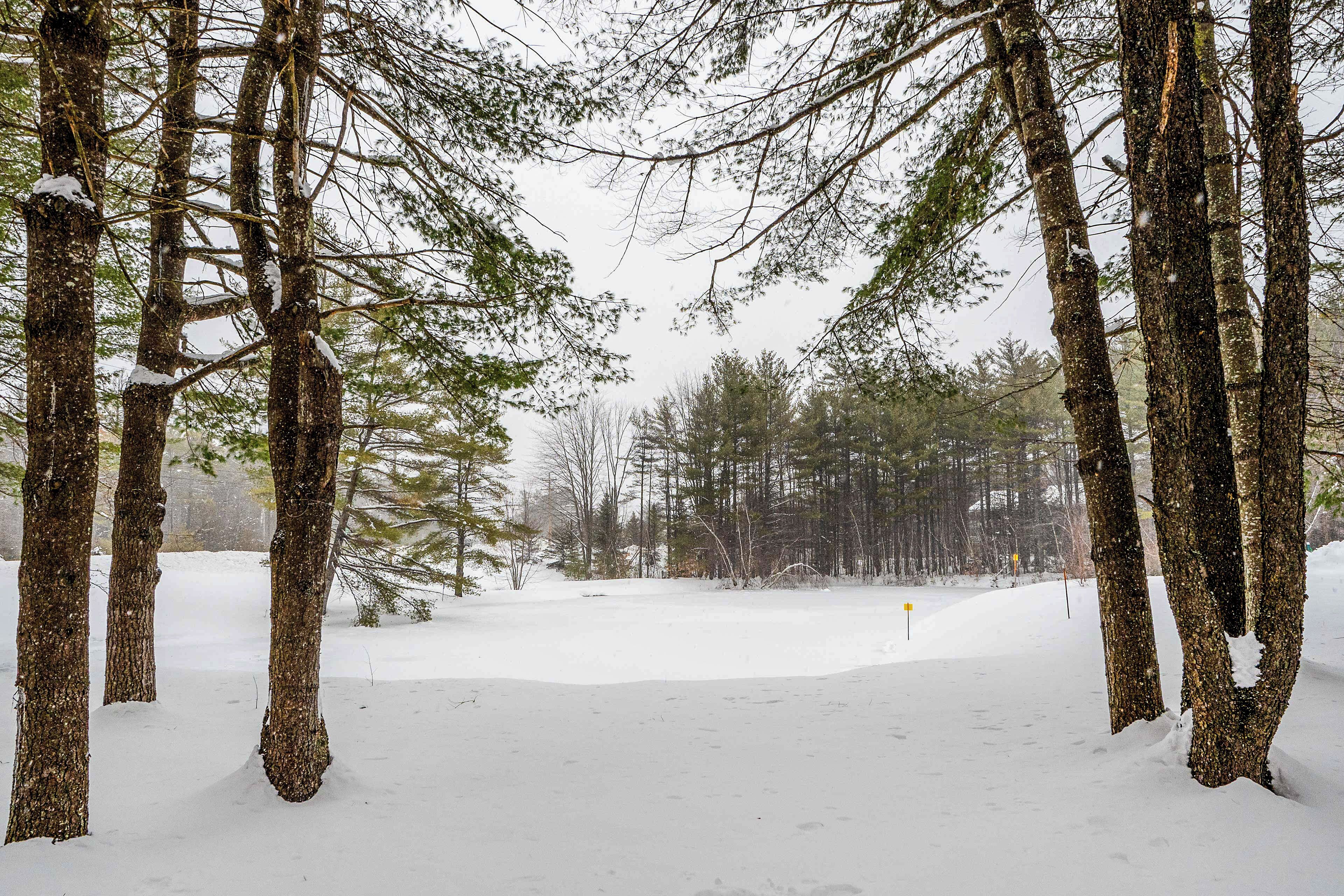 A snowy forest with tall trees and a clear path.