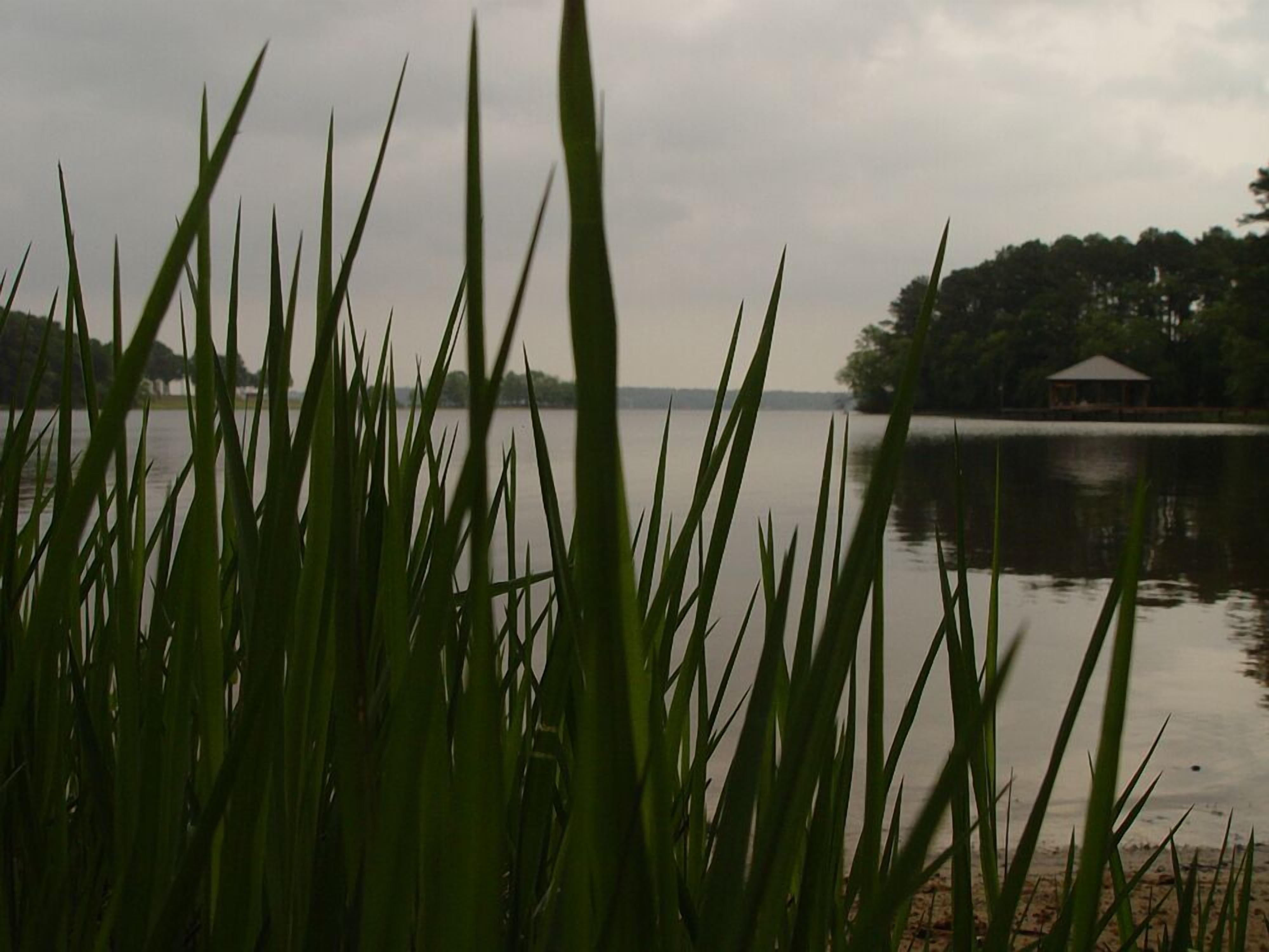 A view of a lake with tall grass in the foreground and a gazebo in the background.